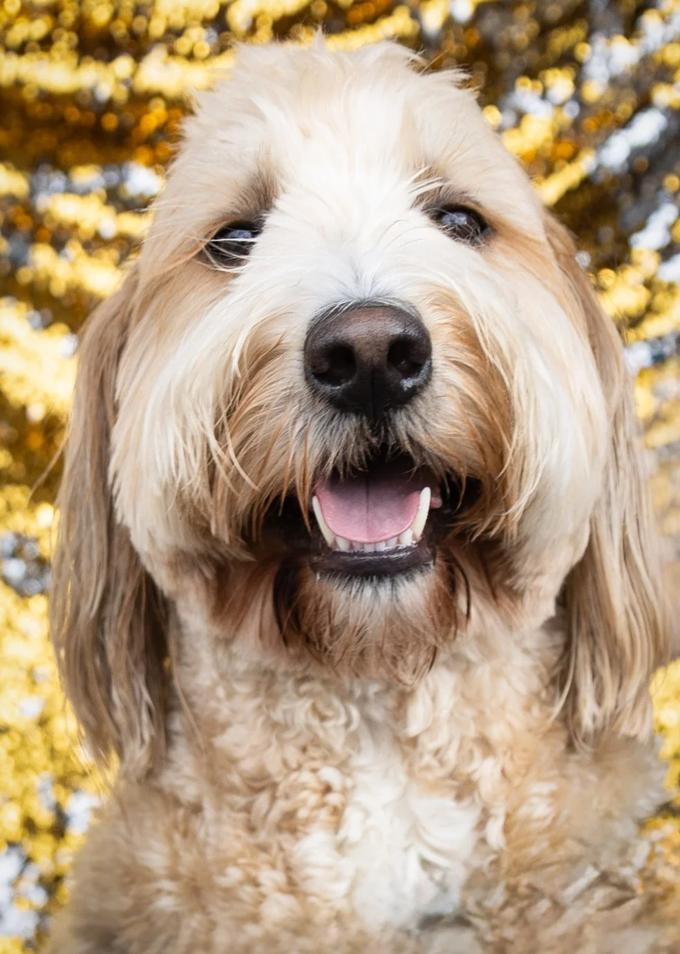 Bellboy_International Dog Day Photobooth_10-90.jpg