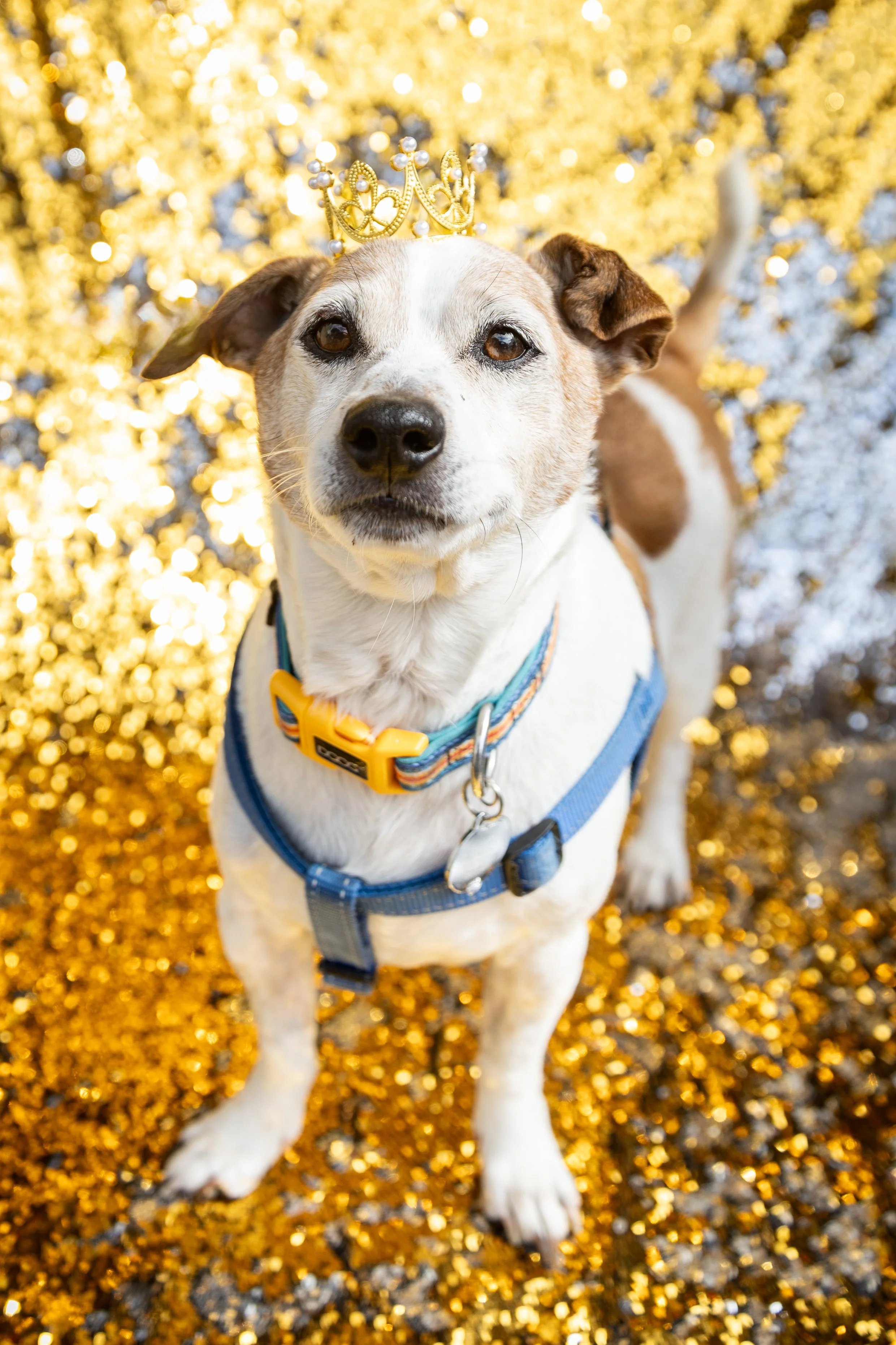 Bellboy_International Dog Day Photobooth_10-62.jpg