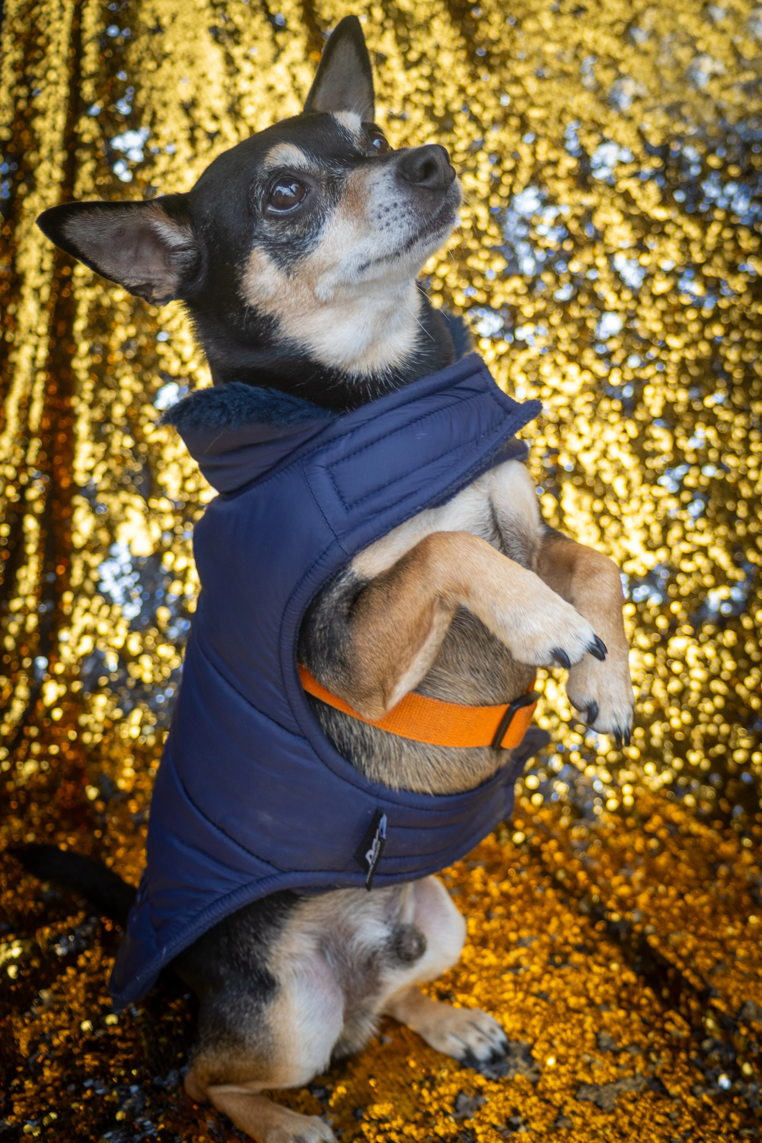 Bellboy_International Dog Day Photobooth_10-56.jpg