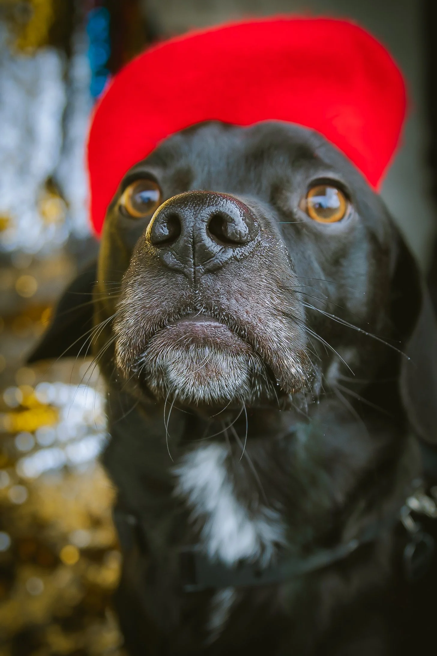 Bellboy_International Dog Day Photobooth_10-88.jpg