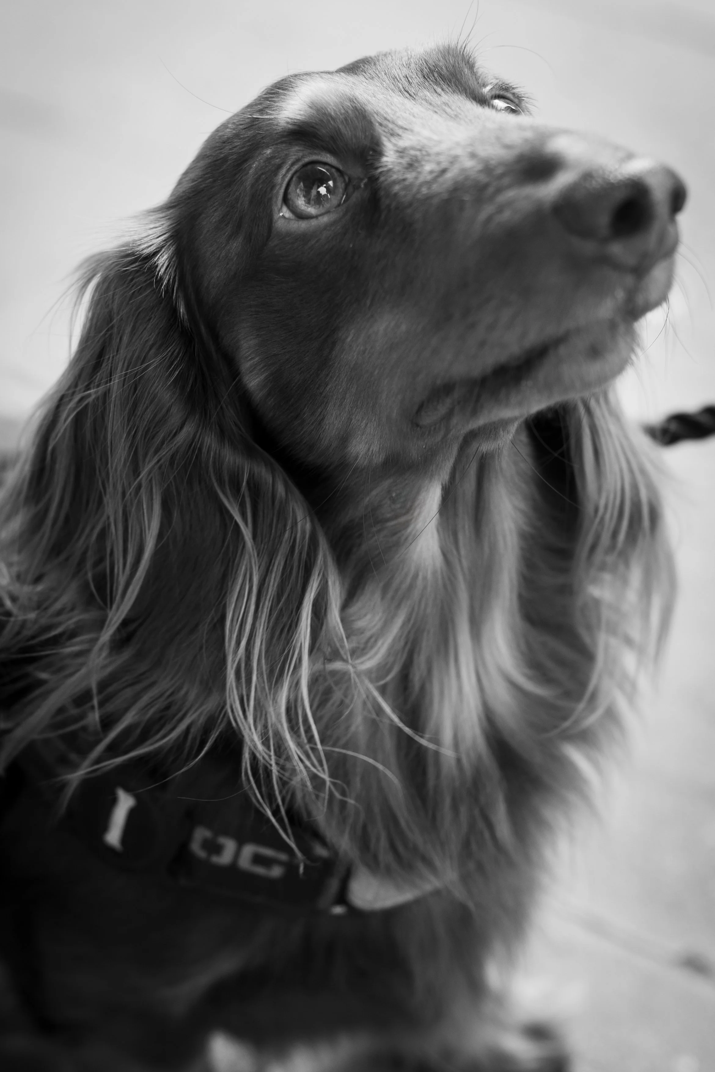 Bellboy_International Dog Day Photobooth_10-116.jpg