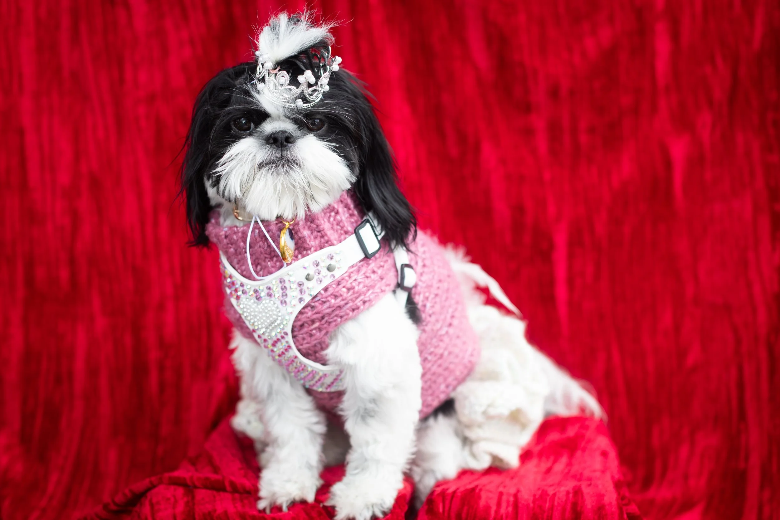 Bellboy_International Dog Day Photobooth_10-101.jpg