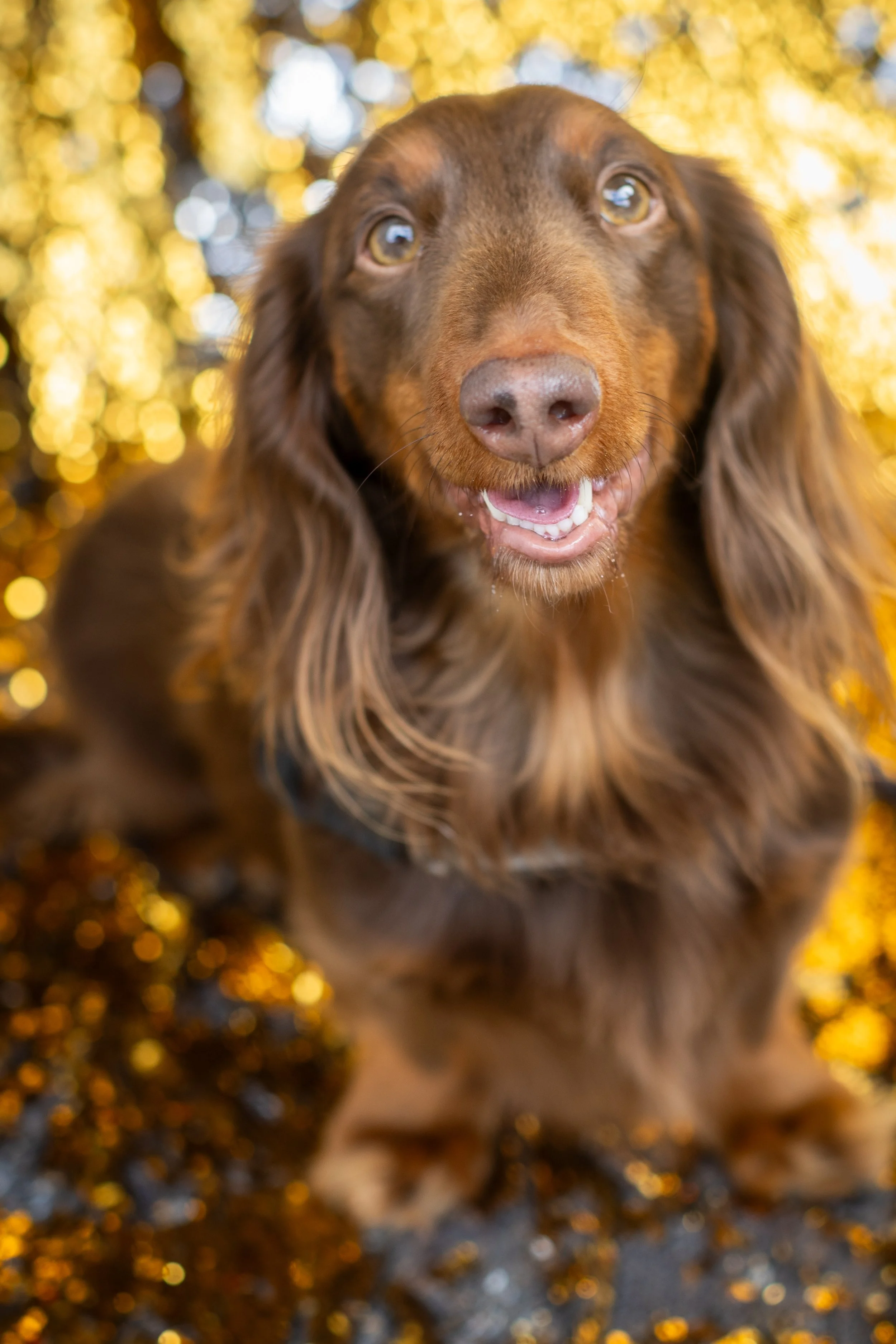 Bellboy_International Dog Day Photobooth_10-114.jpg