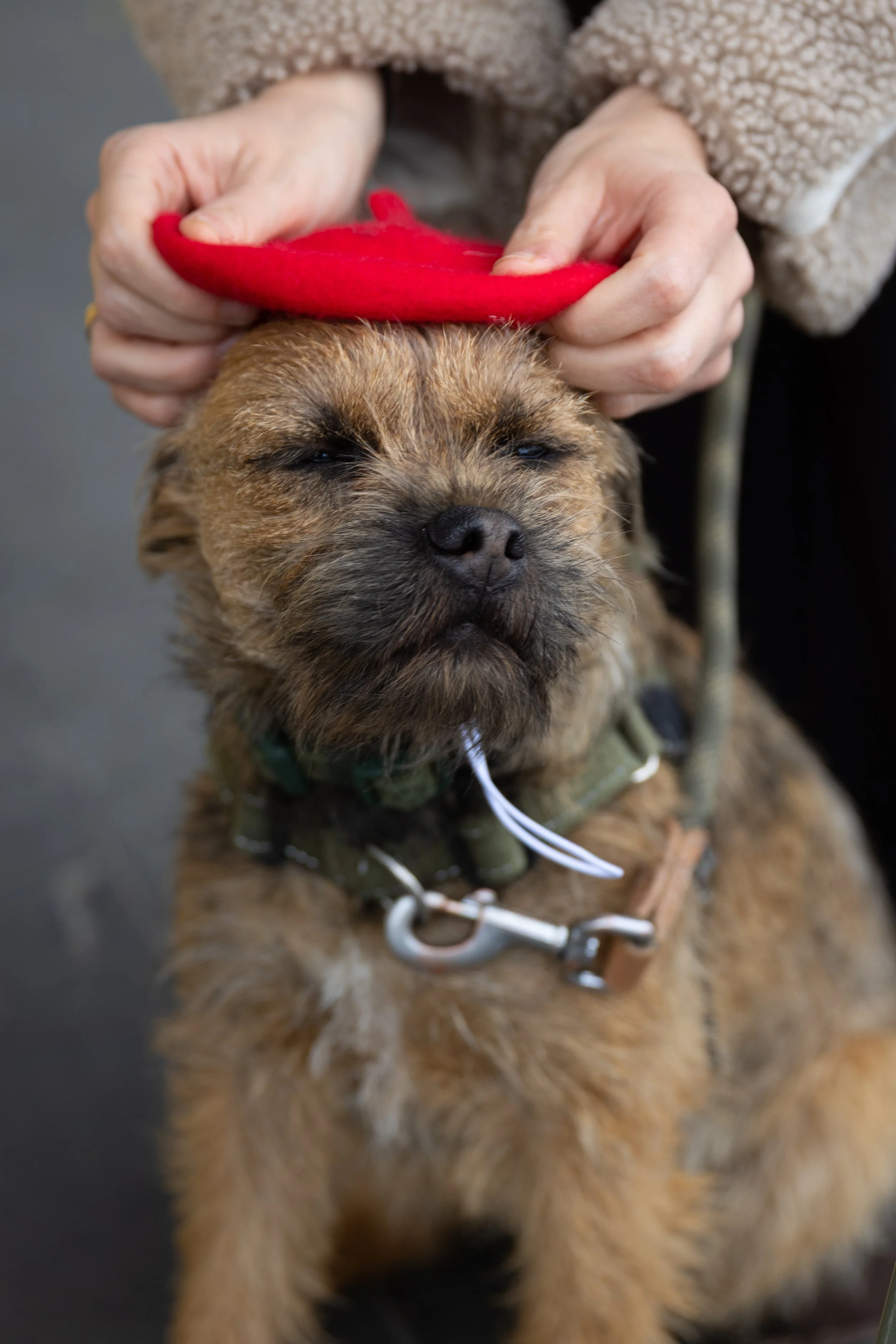 Bellboy_International Dog Day Photobooth_10-67.jpg