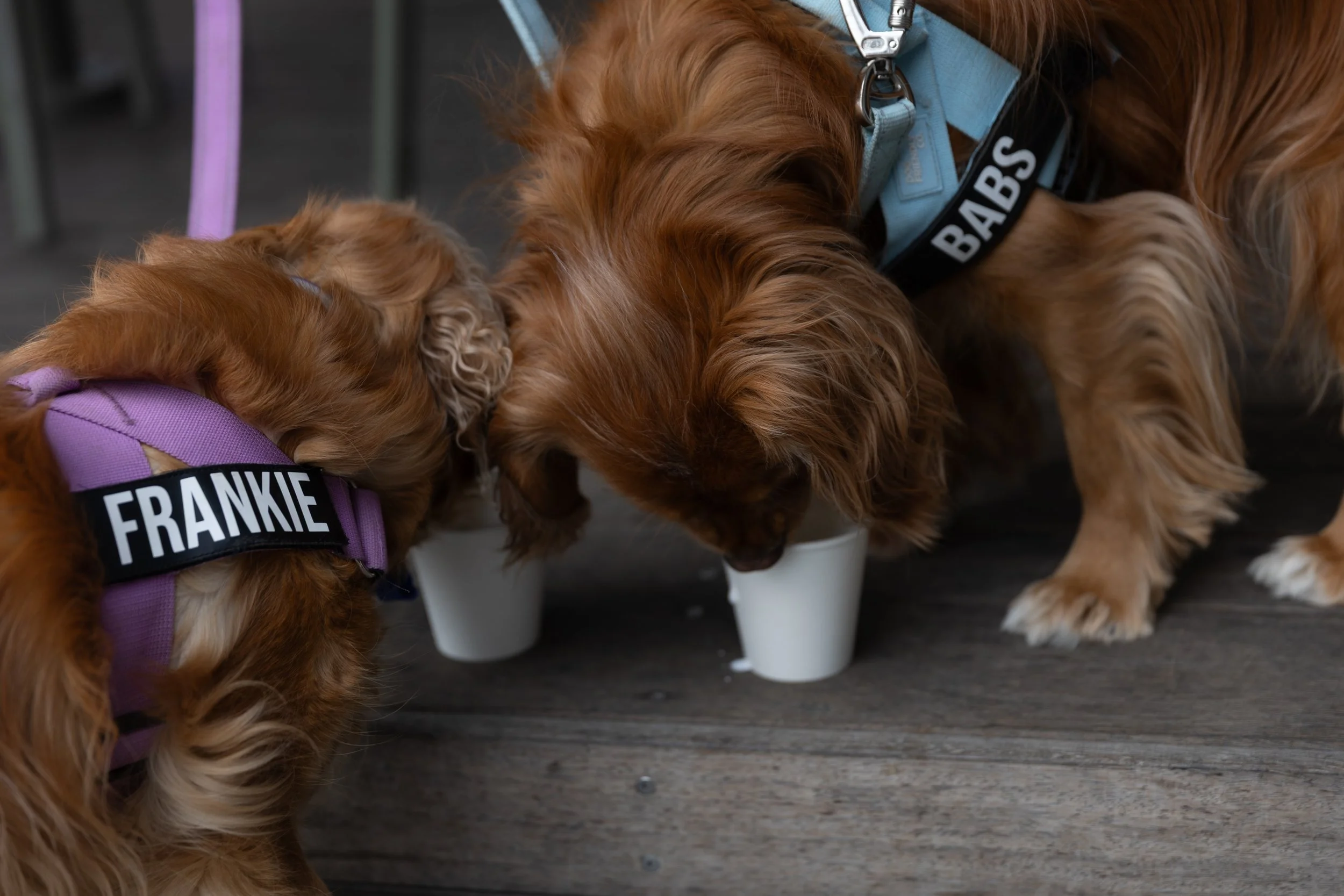 Bellboy_International Dog Day Photobooth_10-18.jpg