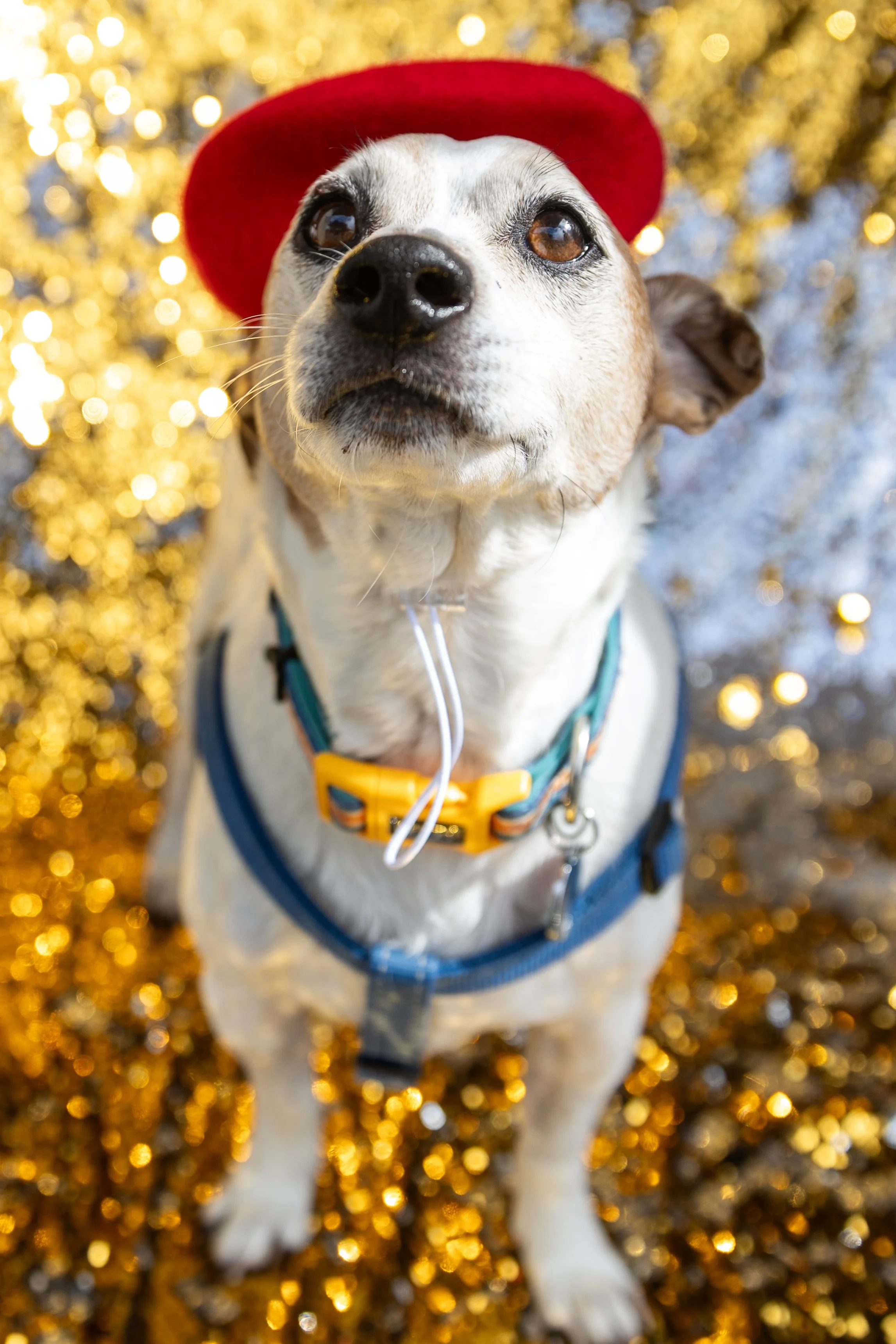 Tom Noble Creative_Bellboy Dog Photography_8.jpg