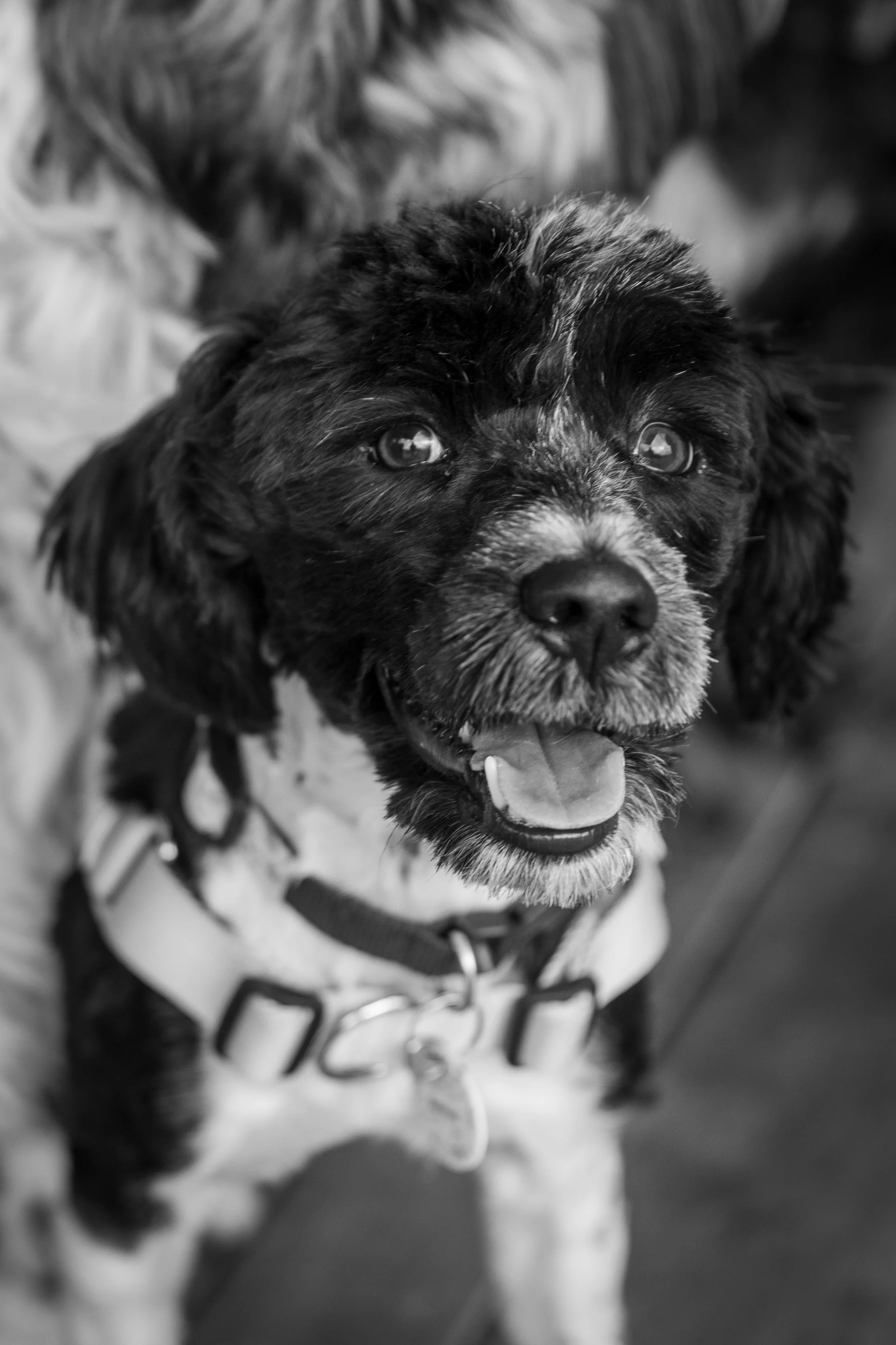 Bellboy_International Dog Day Photobooth_10-31.jpg