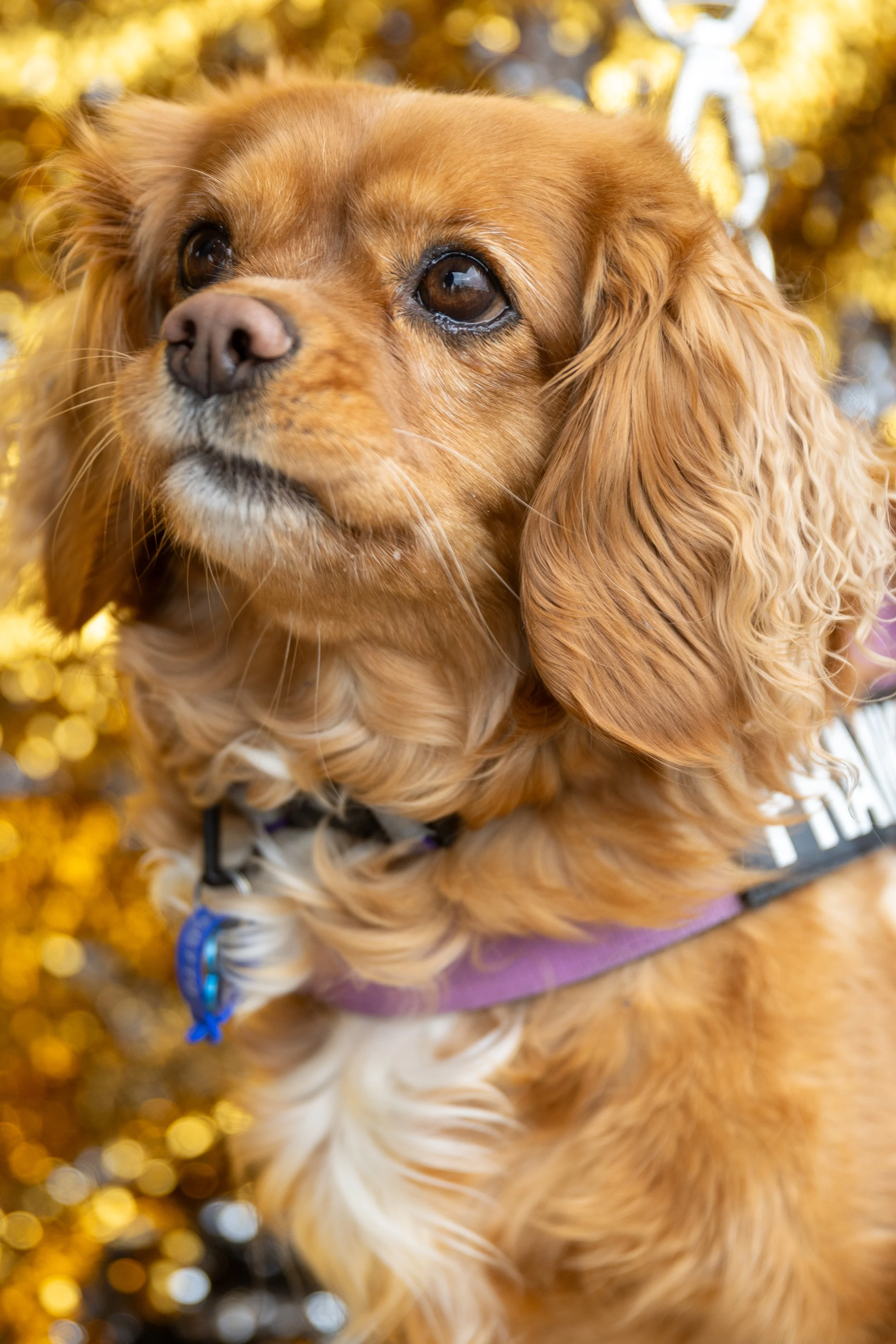 Bellboy_International Dog Day Photobooth_10-10.jpg