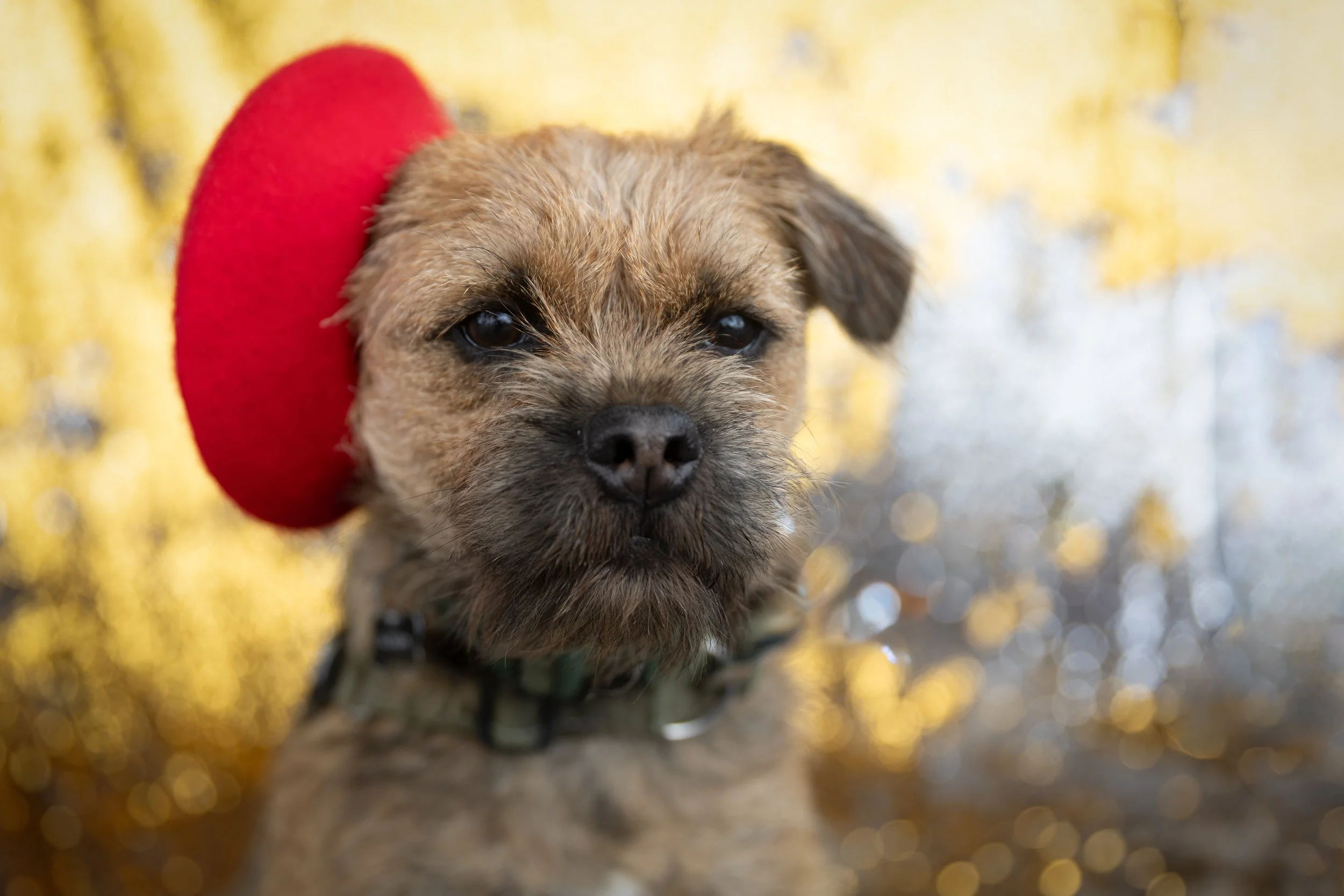 Bellboy_International Dog Day Photobooth_10-70.jpg