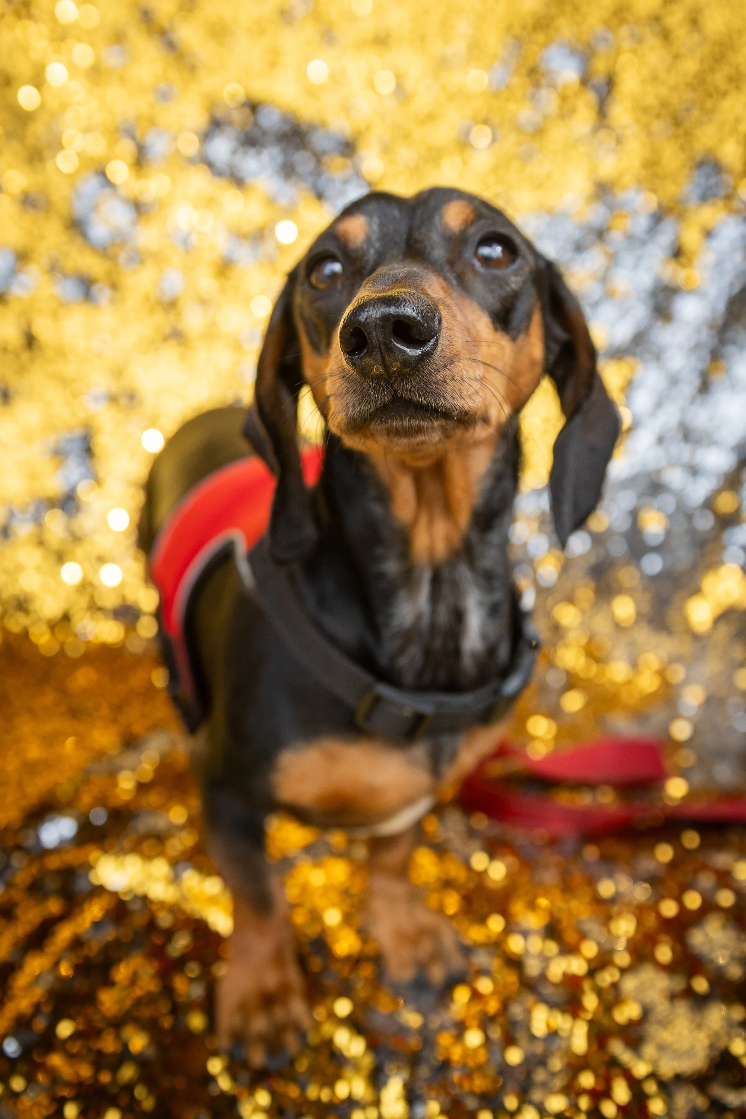 Bellboy_International Dog Day Photobooth_10-47.jpg