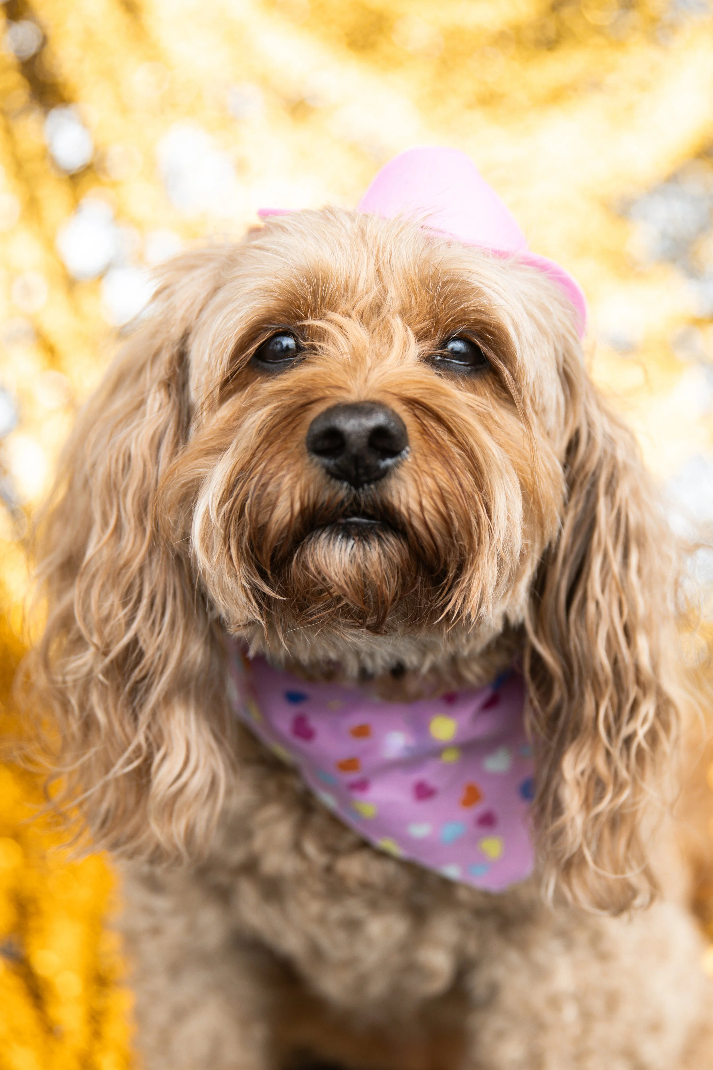 Bellboy_International Dog Day Photobooth_10-17.jpg