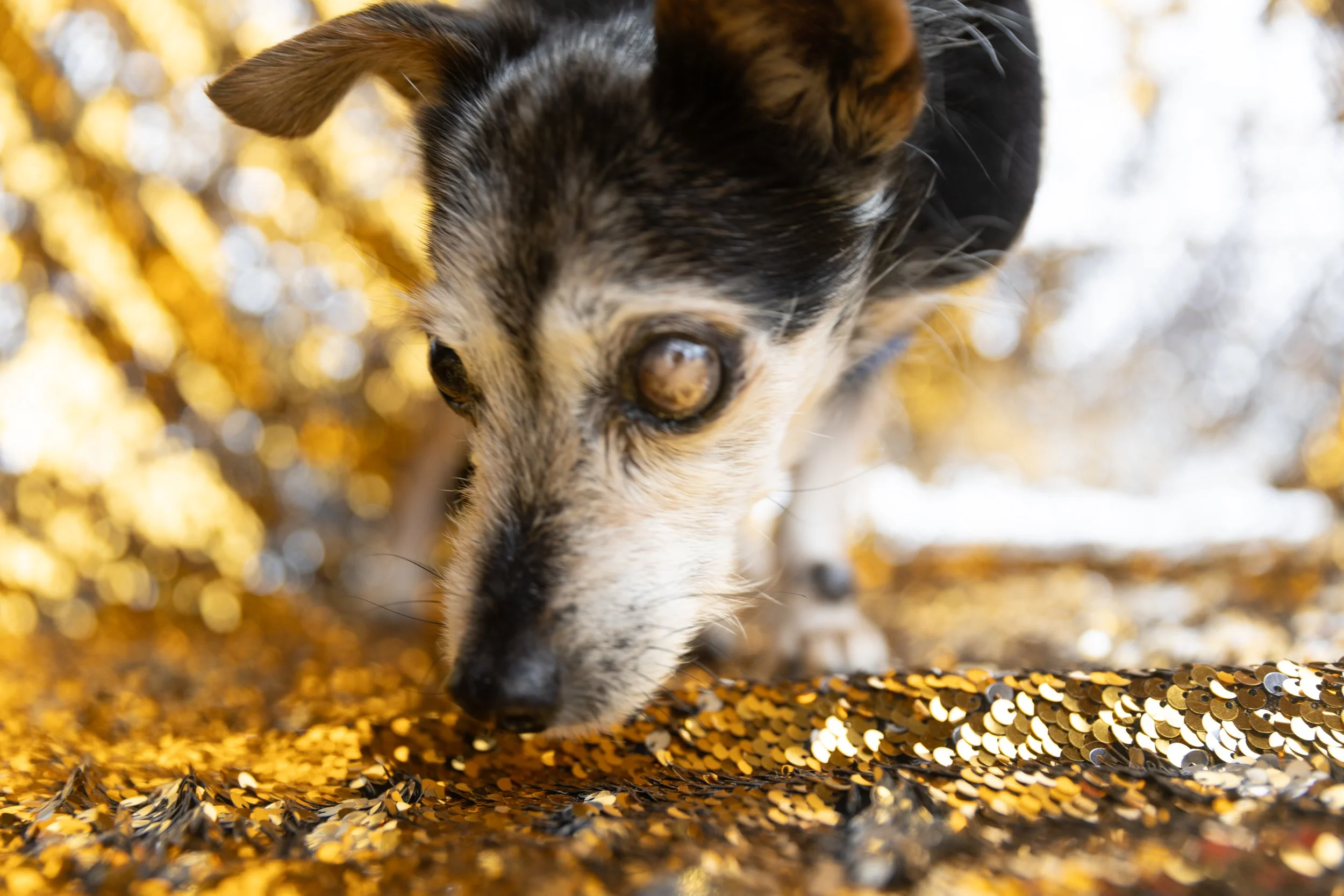 Bellboy_International Dog Day Photobooth_10-11.jpg