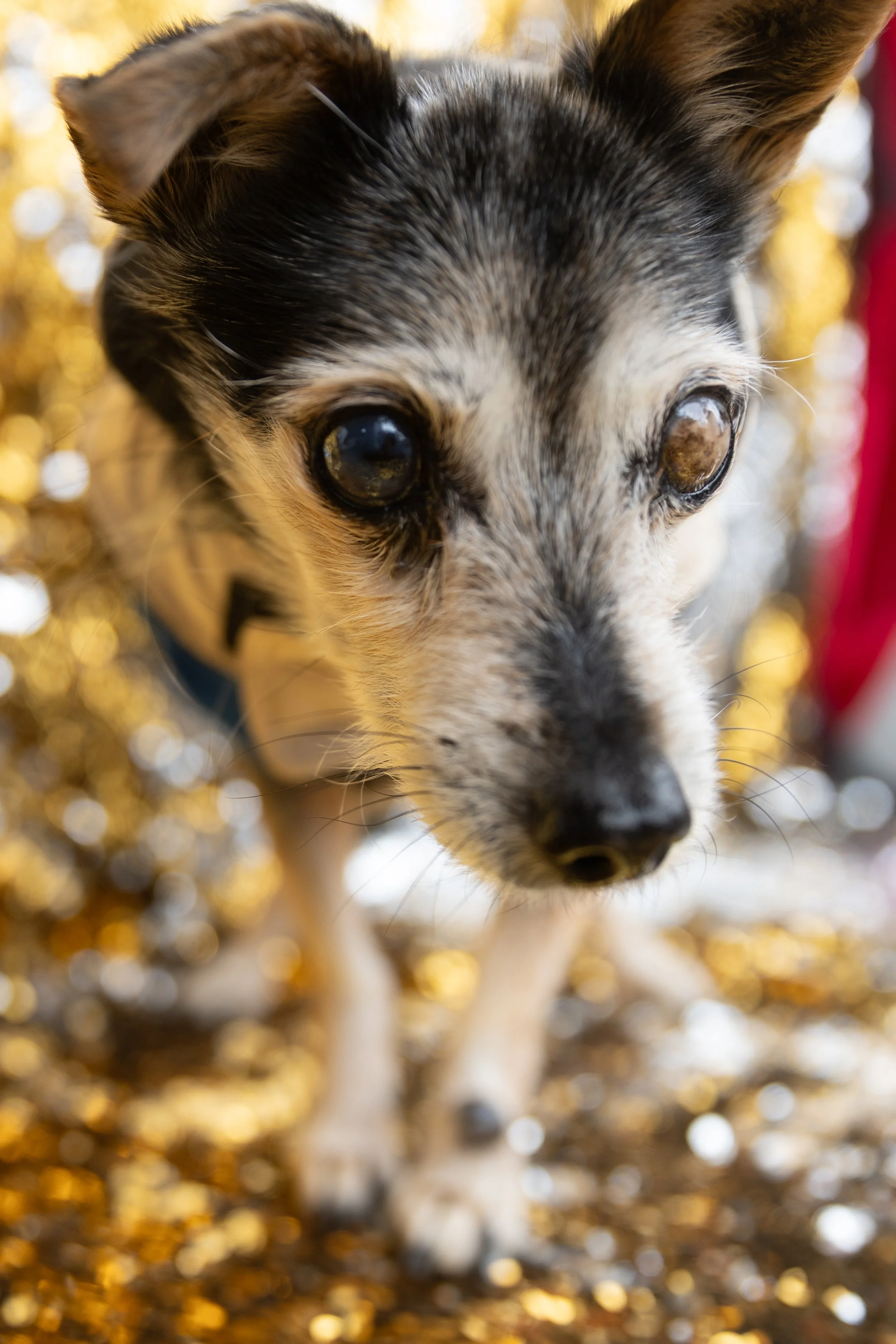 Bellboy_International Dog Day Photobooth_10-12.jpg