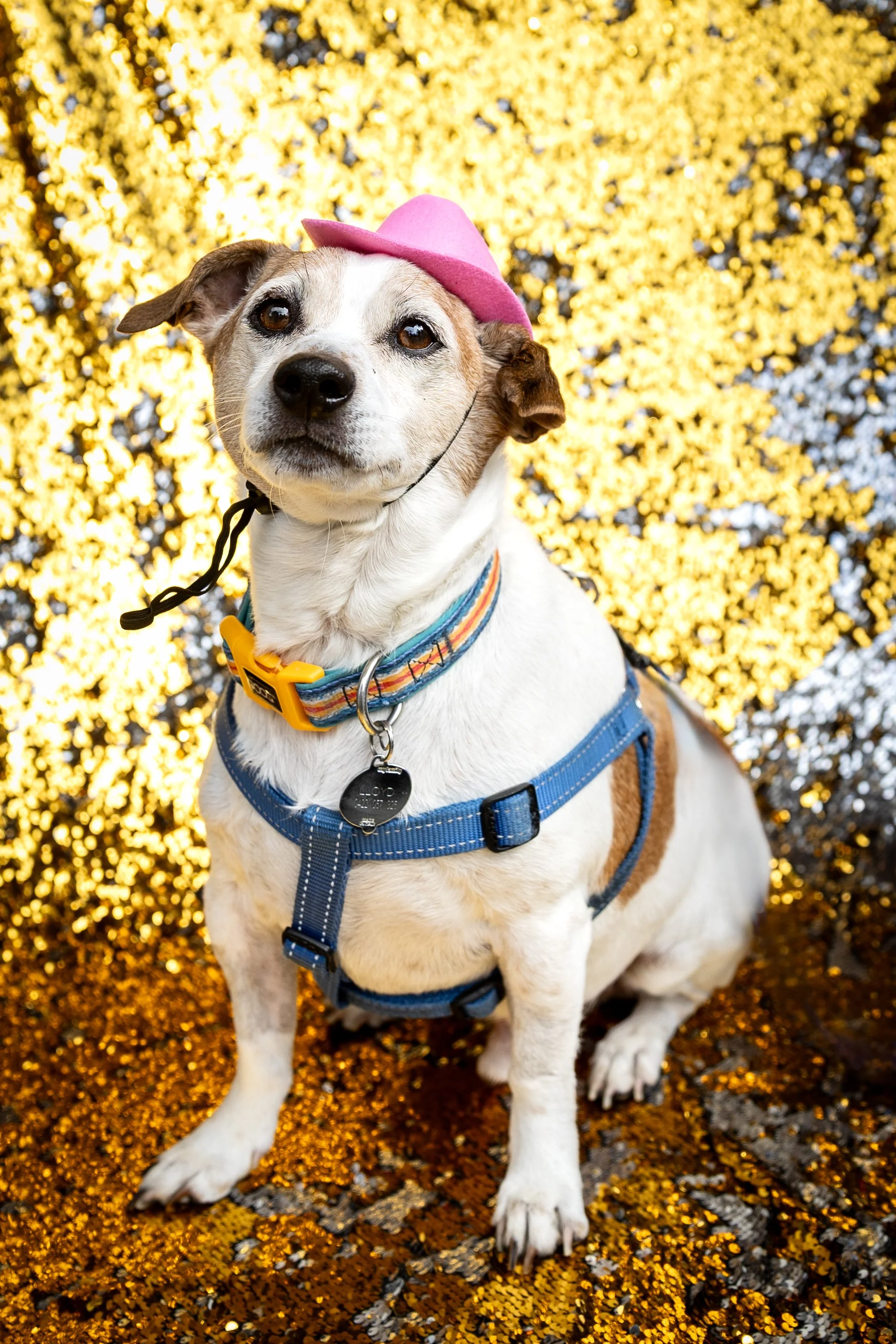 Bellboy_International Dog Day Photobooth_10-64.jpg