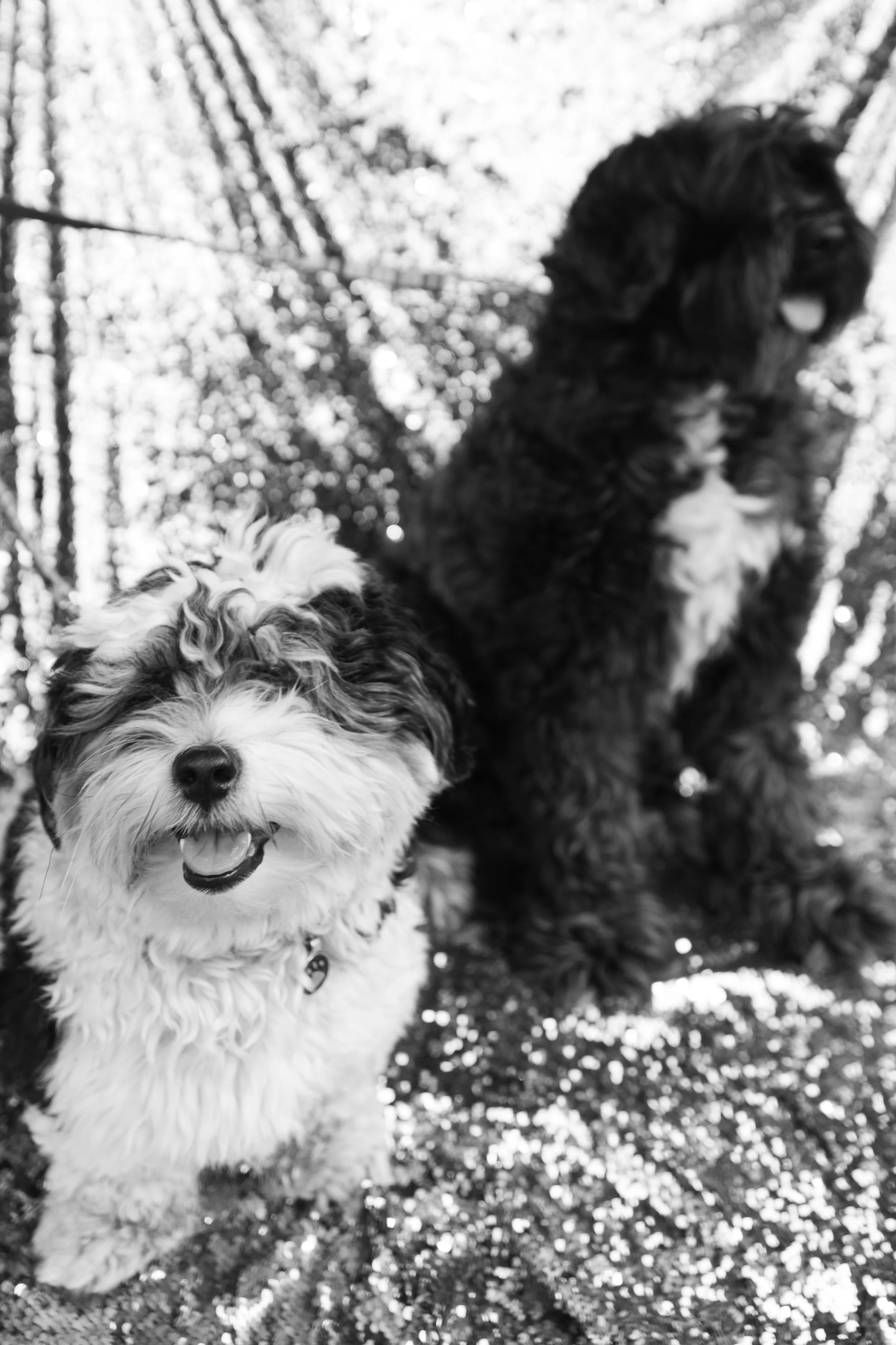 Bellboy_International Dog Day Photobooth_10-42.jpg