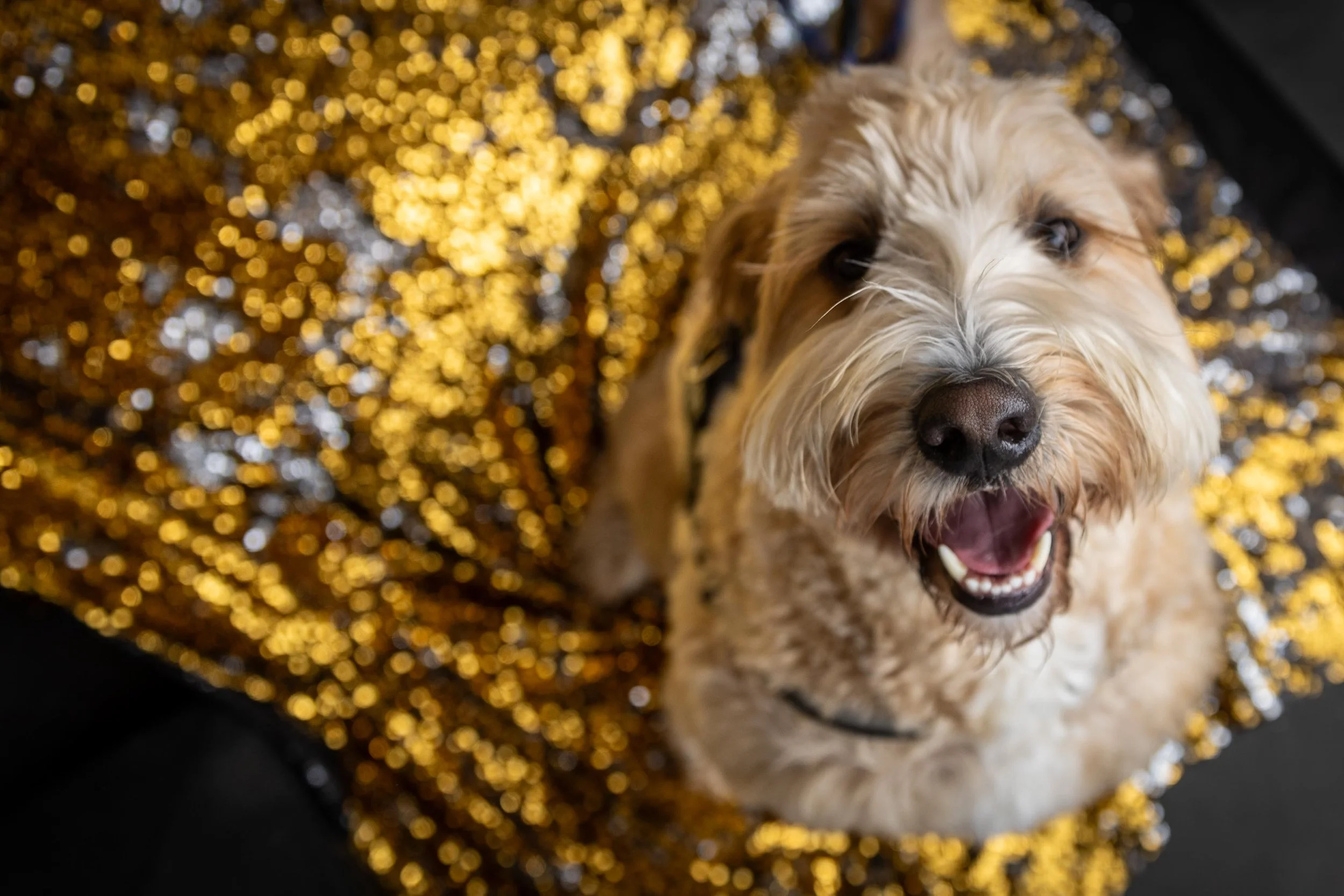 Bellboy_International Dog Day Photobooth_11-2.jpg