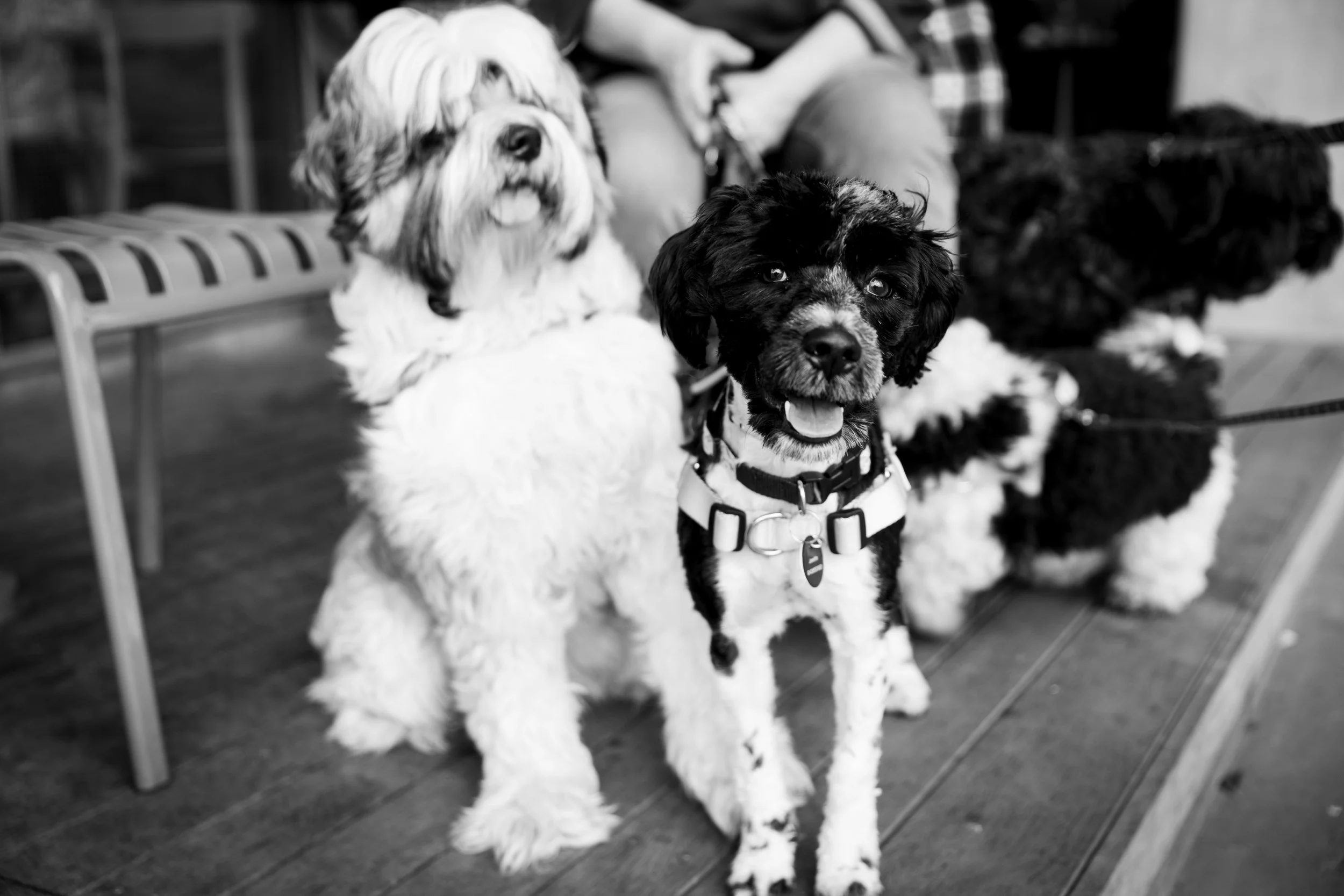 Bellboy_International Dog Day Photobooth_10-32.jpg
