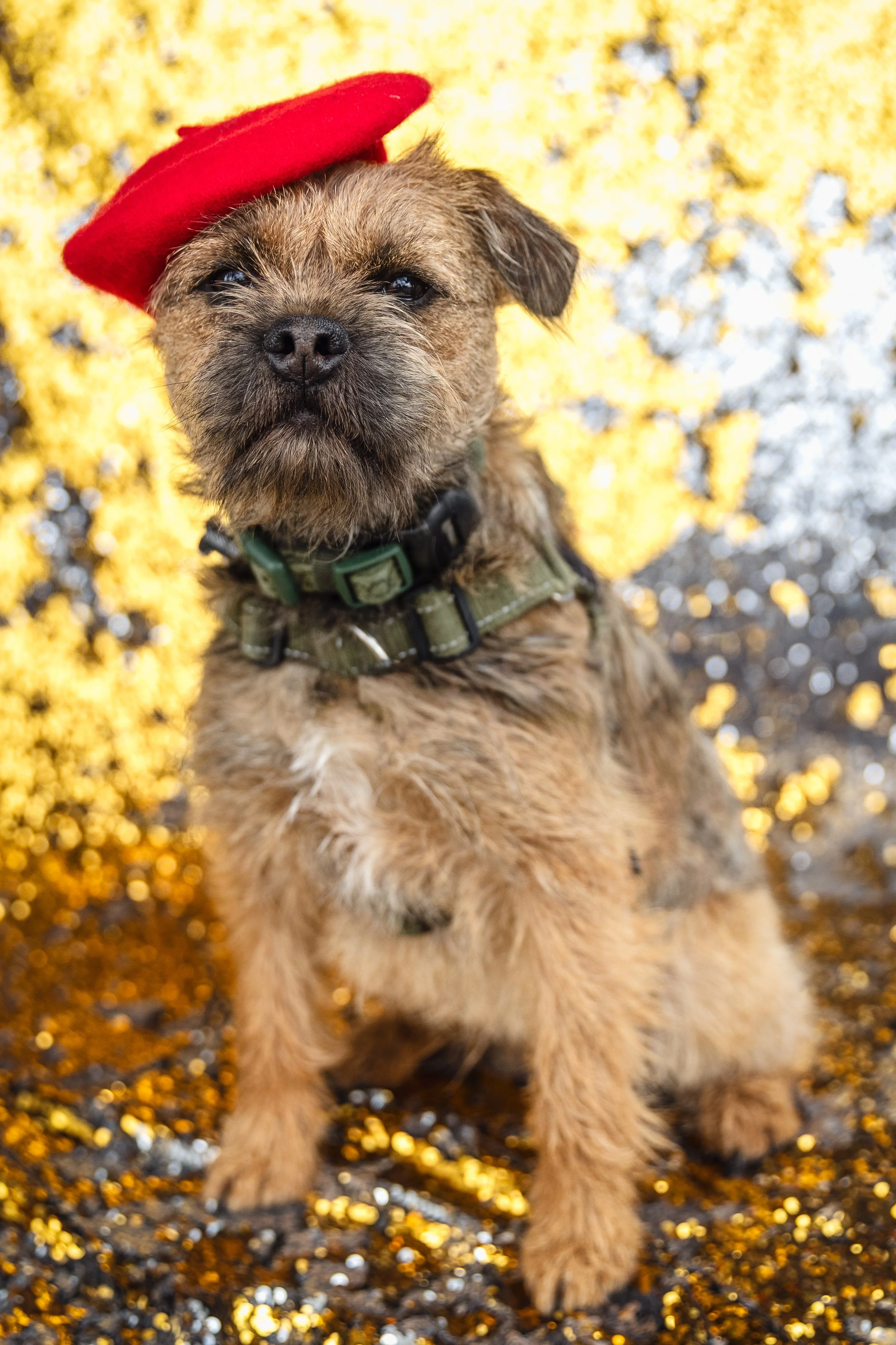 Bellboy_International Dog Day Photobooth_10-68.jpg