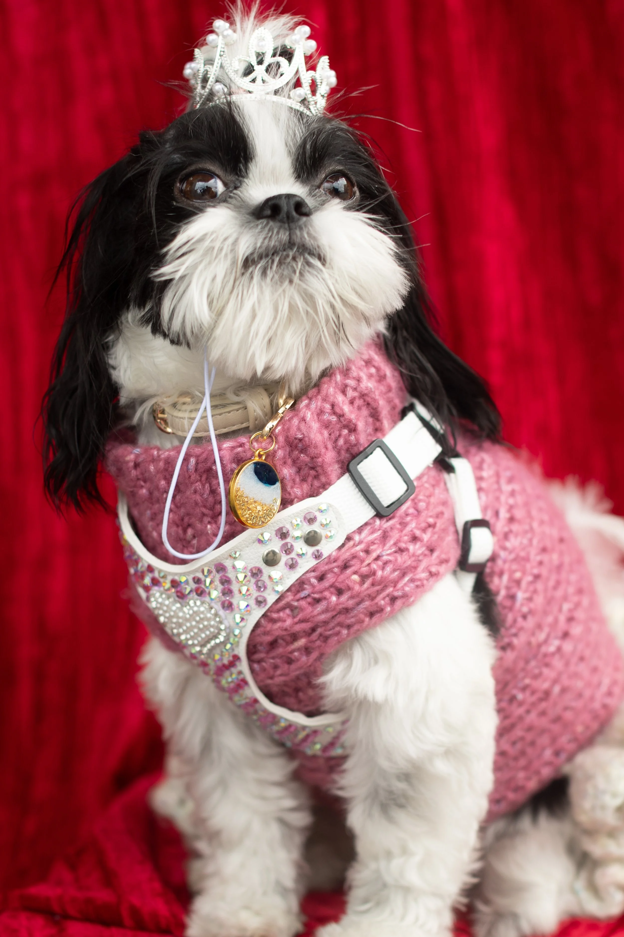 Bellboy_International Dog Day Photobooth_10-99.jpg