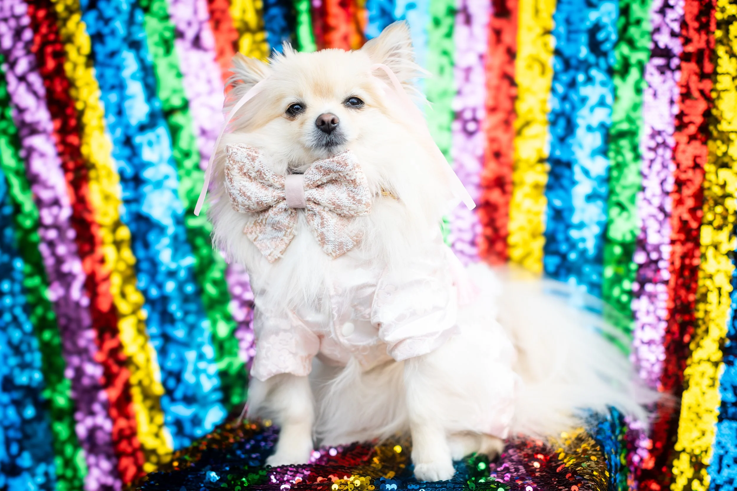Bellboy_International Dog Day Photobooth_10-105.jpg