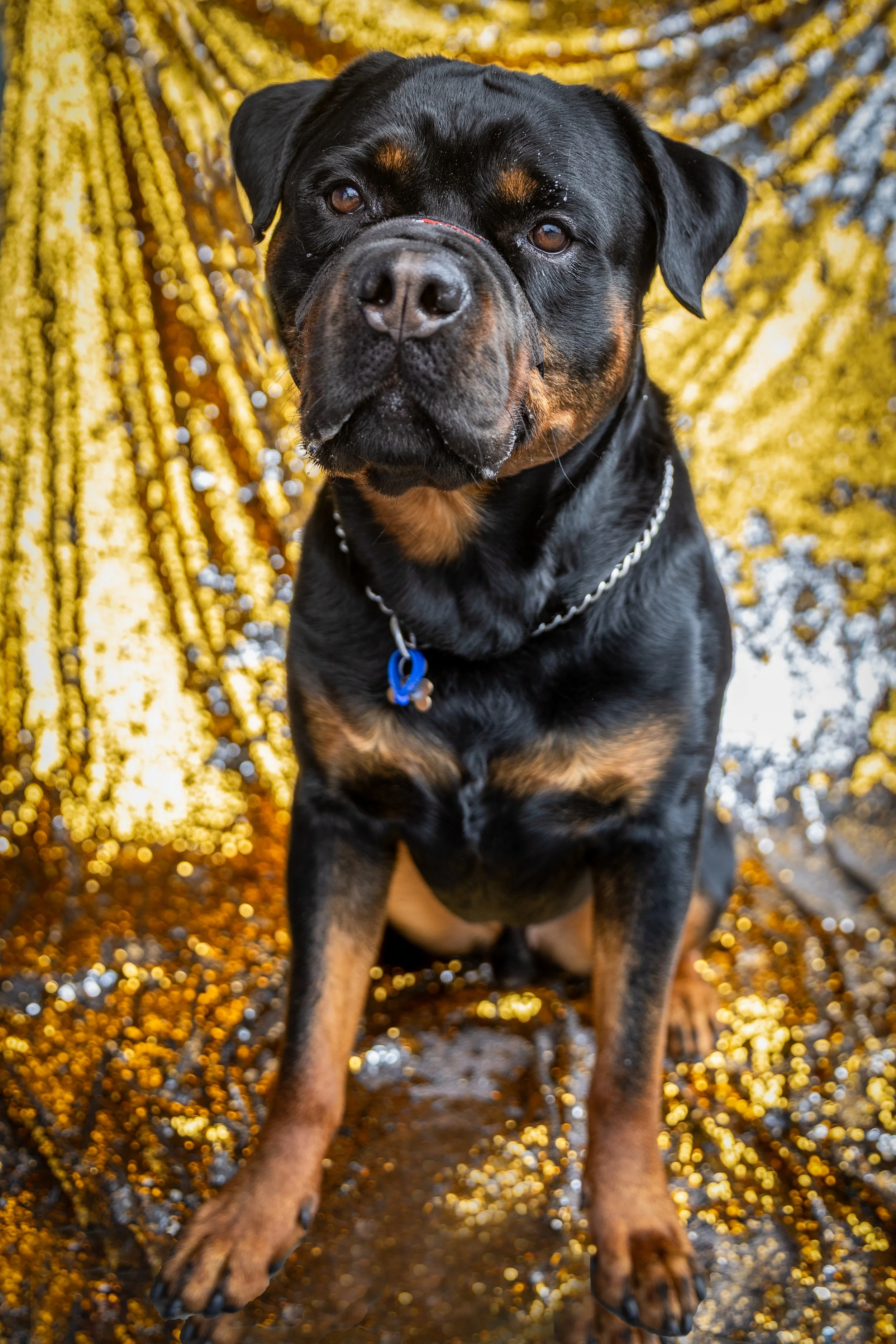Bellboy_International Dog Day Photobooth_10-27.jpg