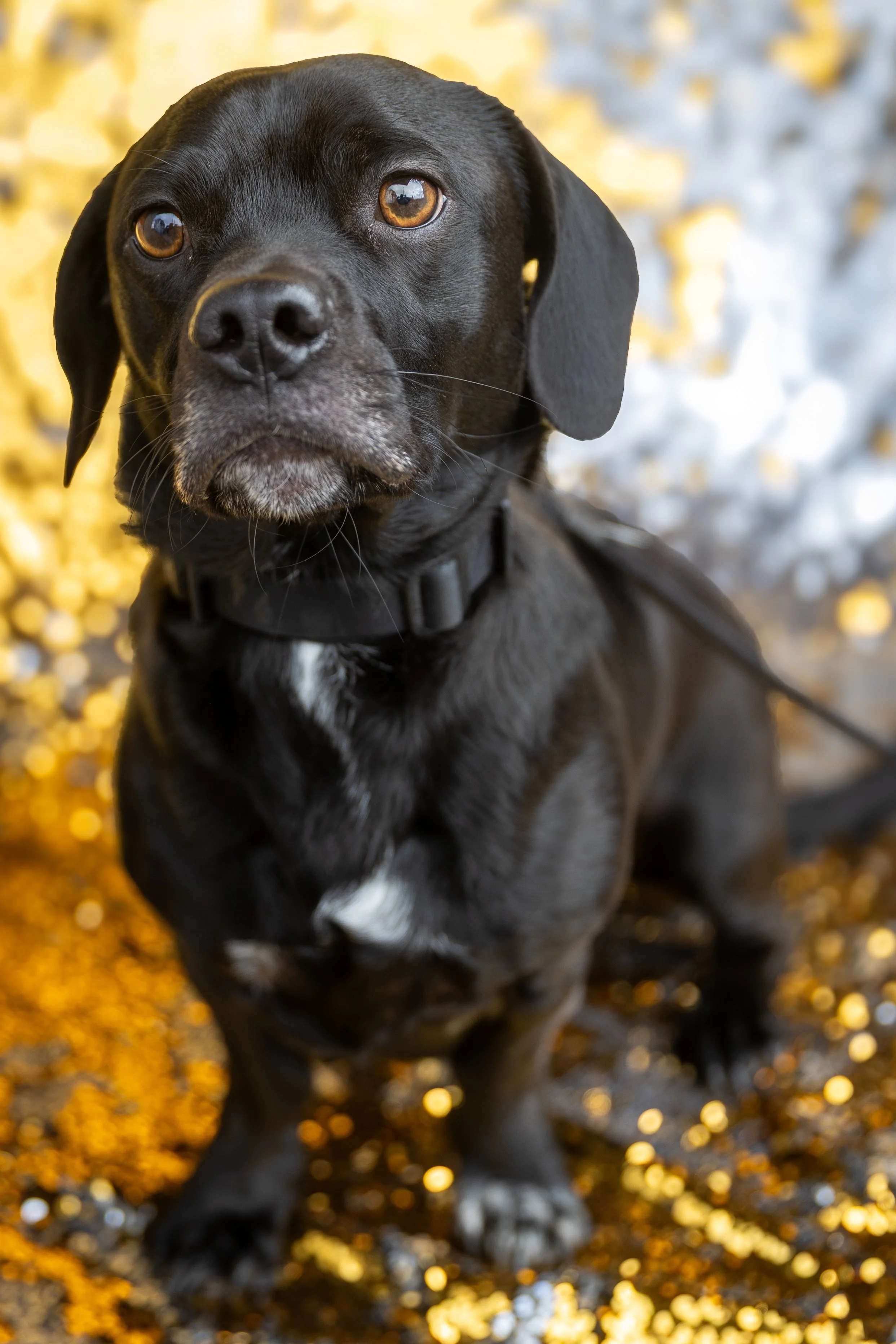 Bellboy_International Dog Day Photobooth_10-85.jpg