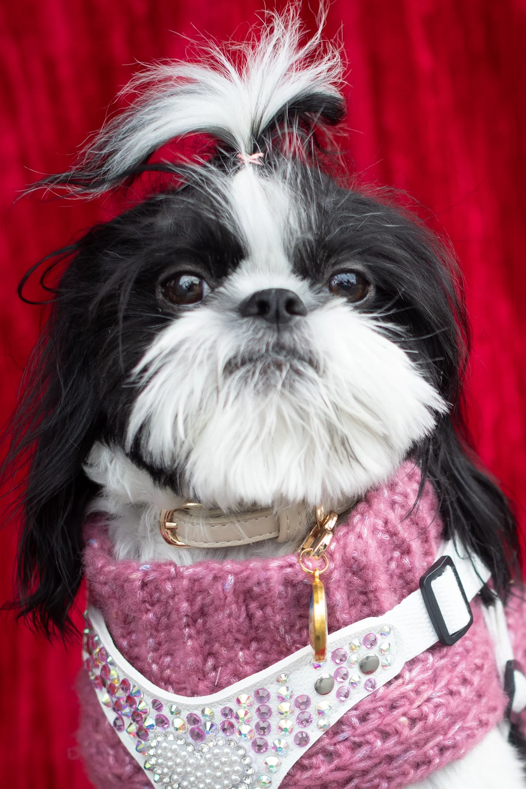 Bellboy_International Dog Day Photobooth_10-102.jpg