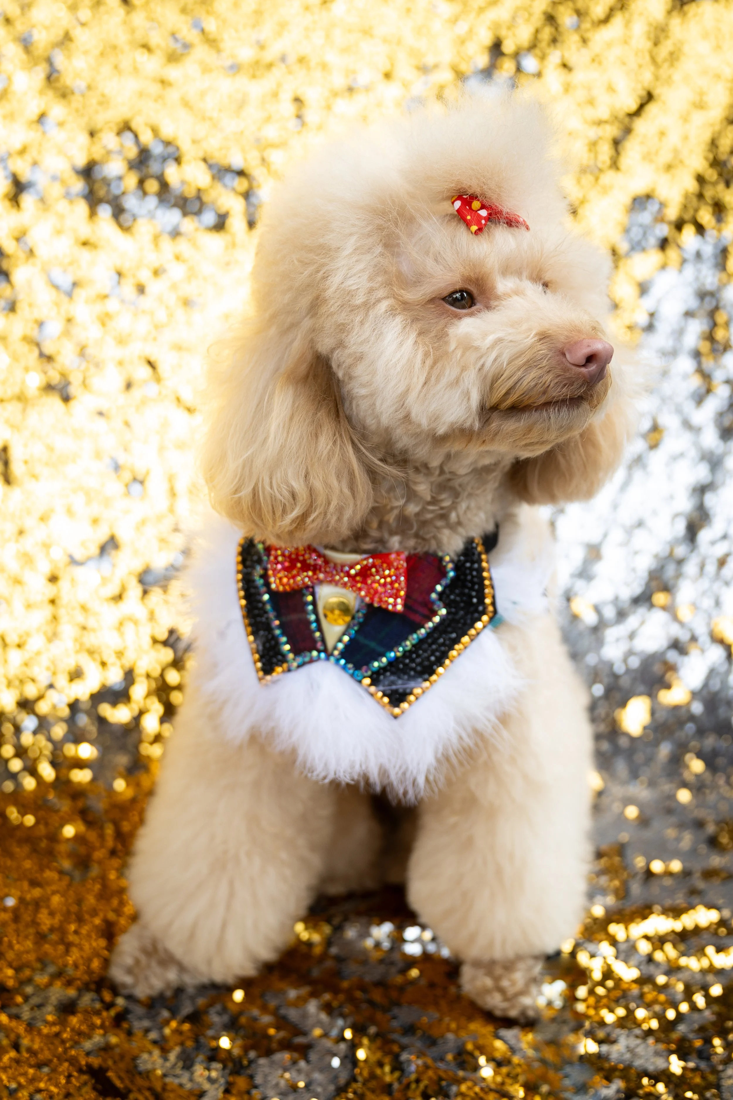 Bellboy_International Dog Day Photobooth_10-73.jpg