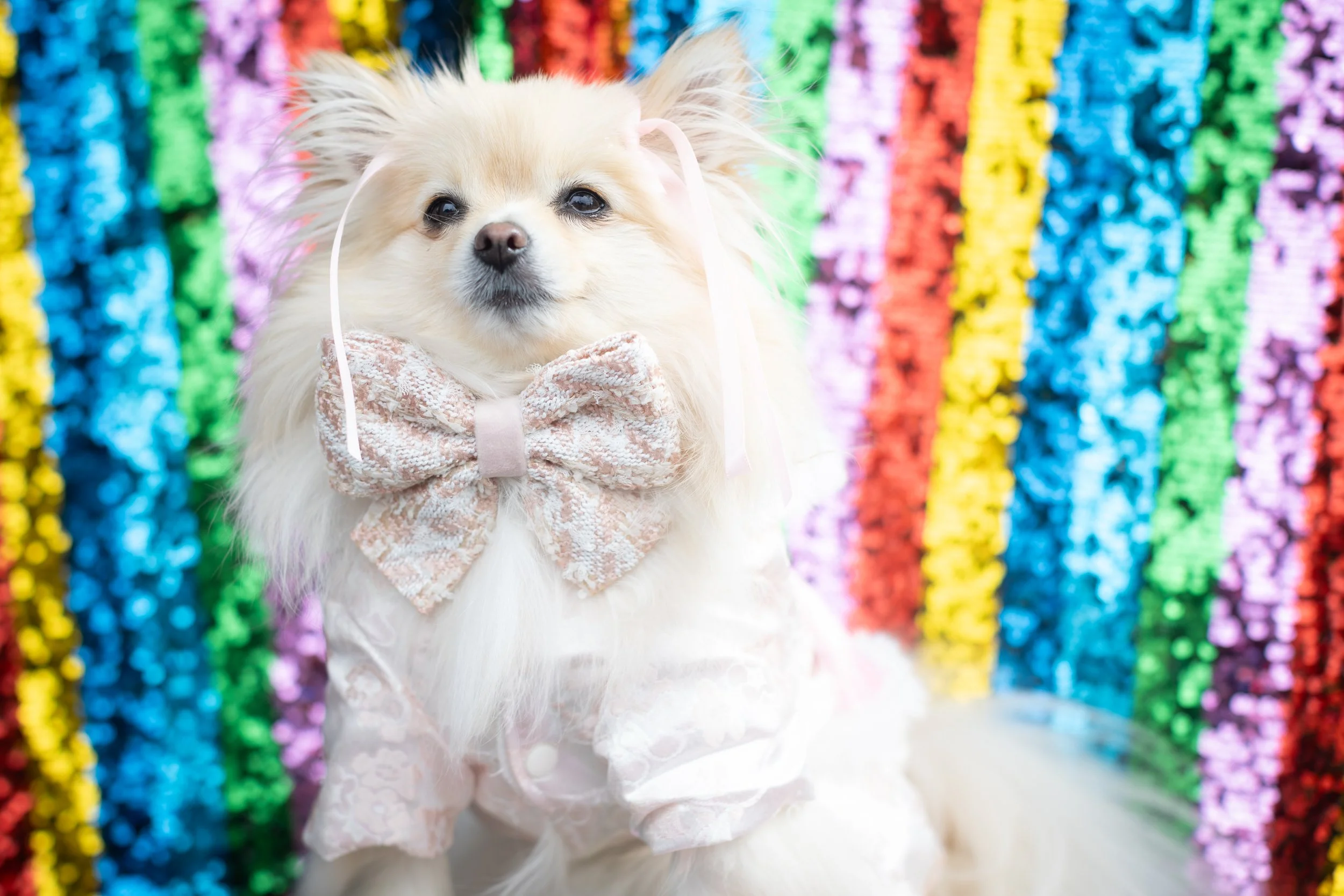 Bellboy_International Dog Day Photobooth_10-106.jpg