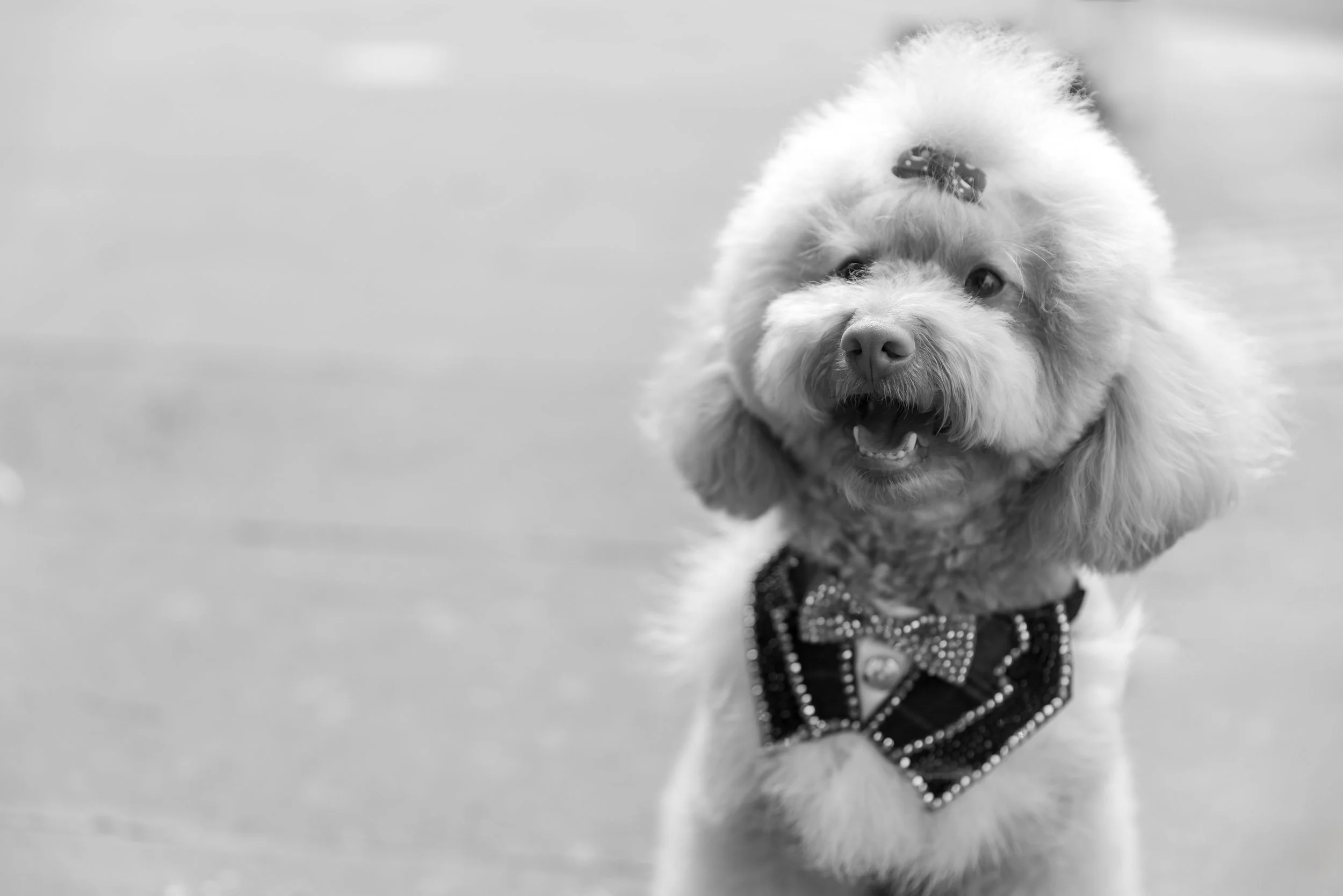 Bellboy_International Dog Day Photobooth_10-77.jpg