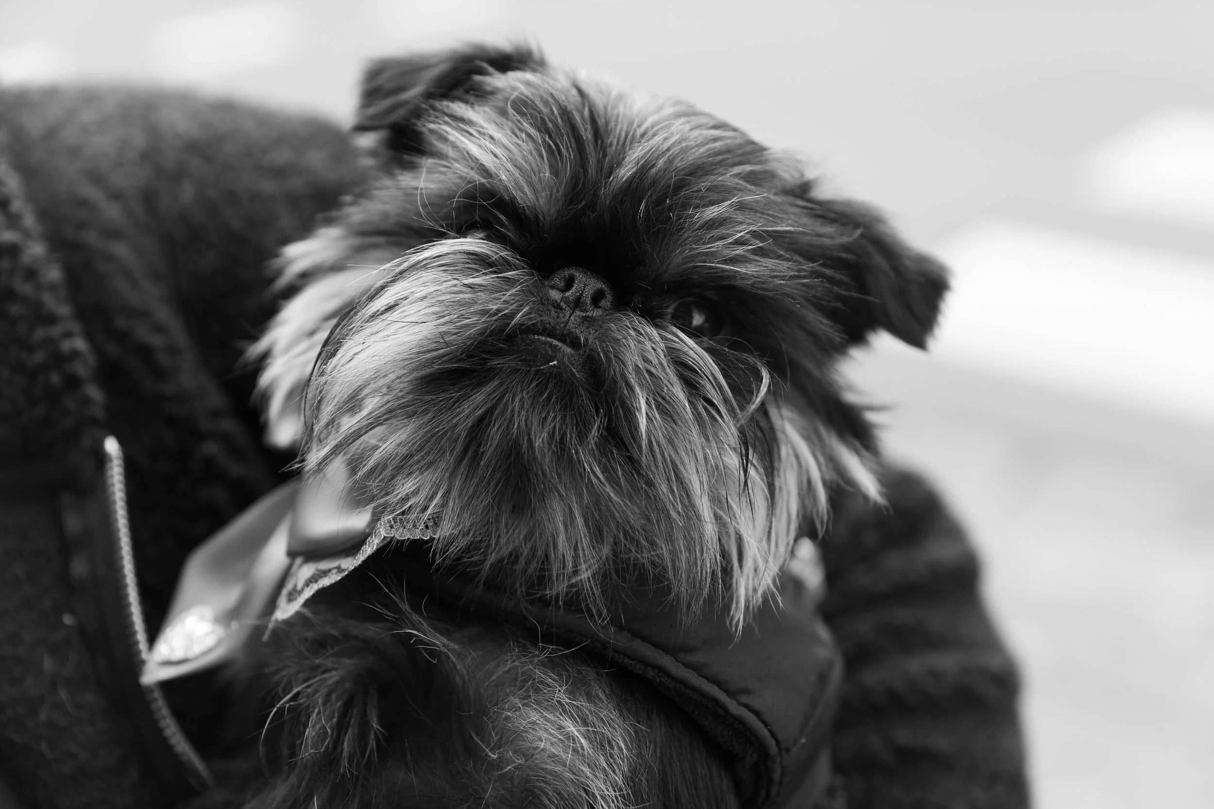 Bellboy_International Dog Day Photobooth_10-82.jpg
