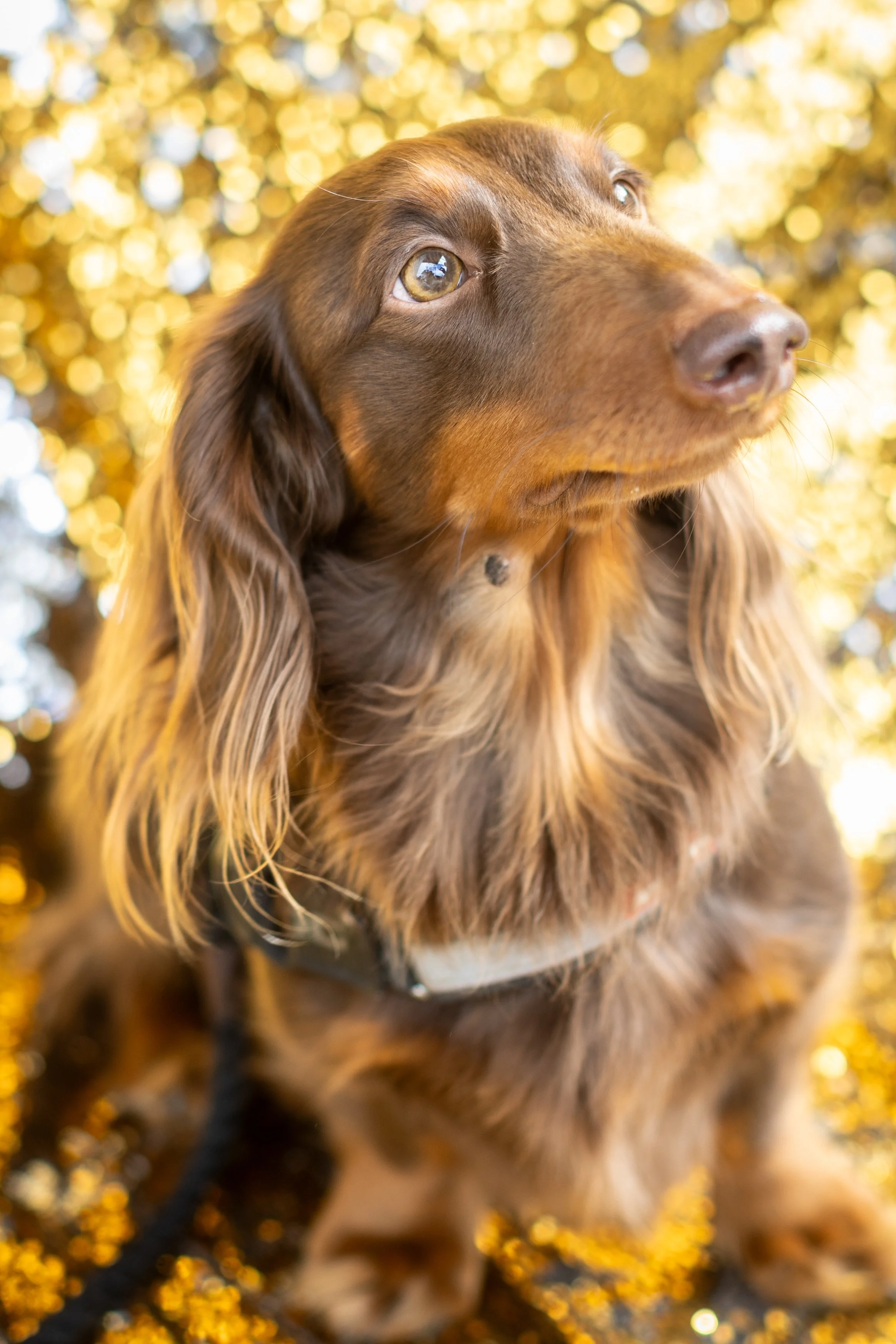Bellboy_International Dog Day Photobooth_10-112.jpg