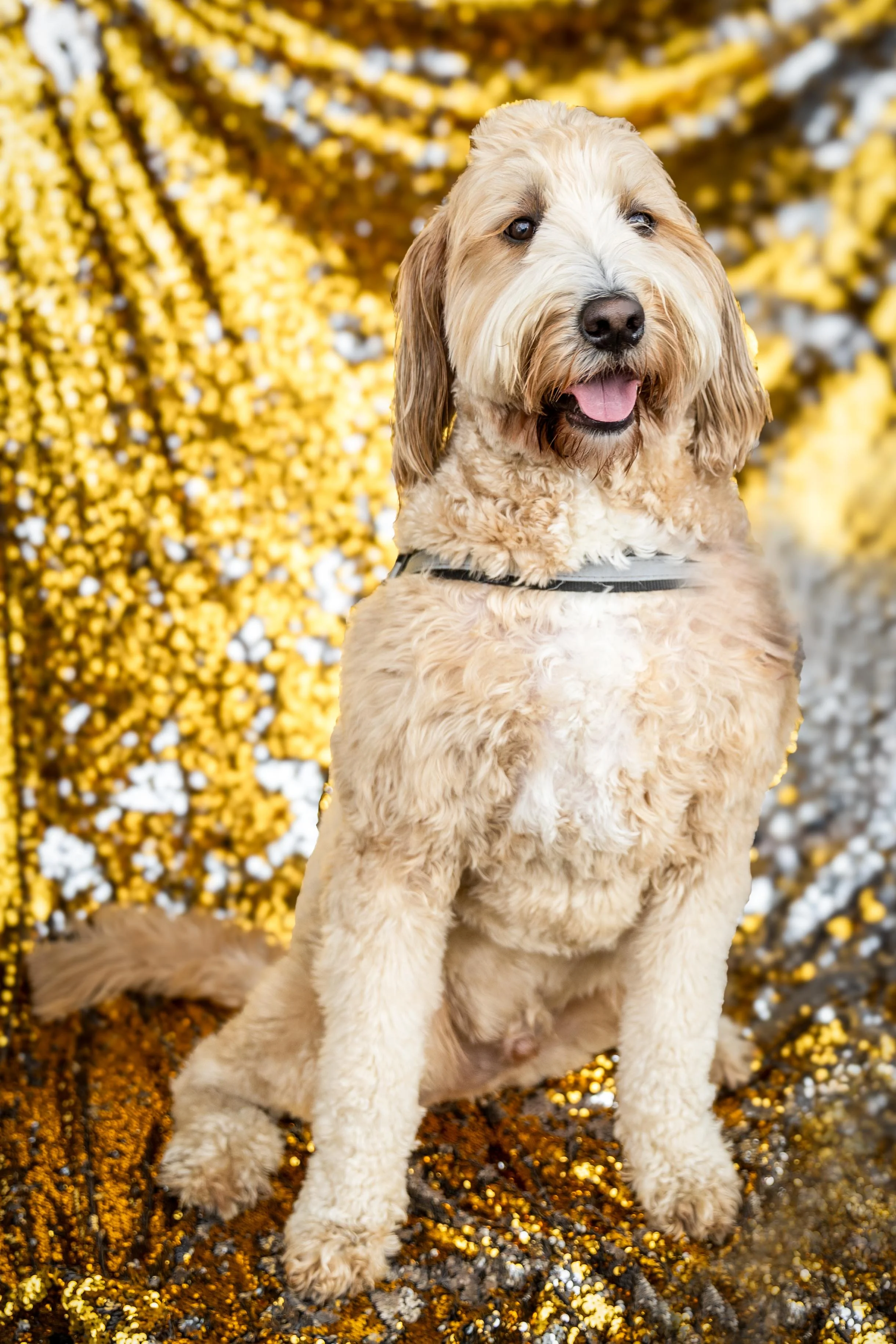 Bellboy_International Dog Day Photobooth_11-1.jpg