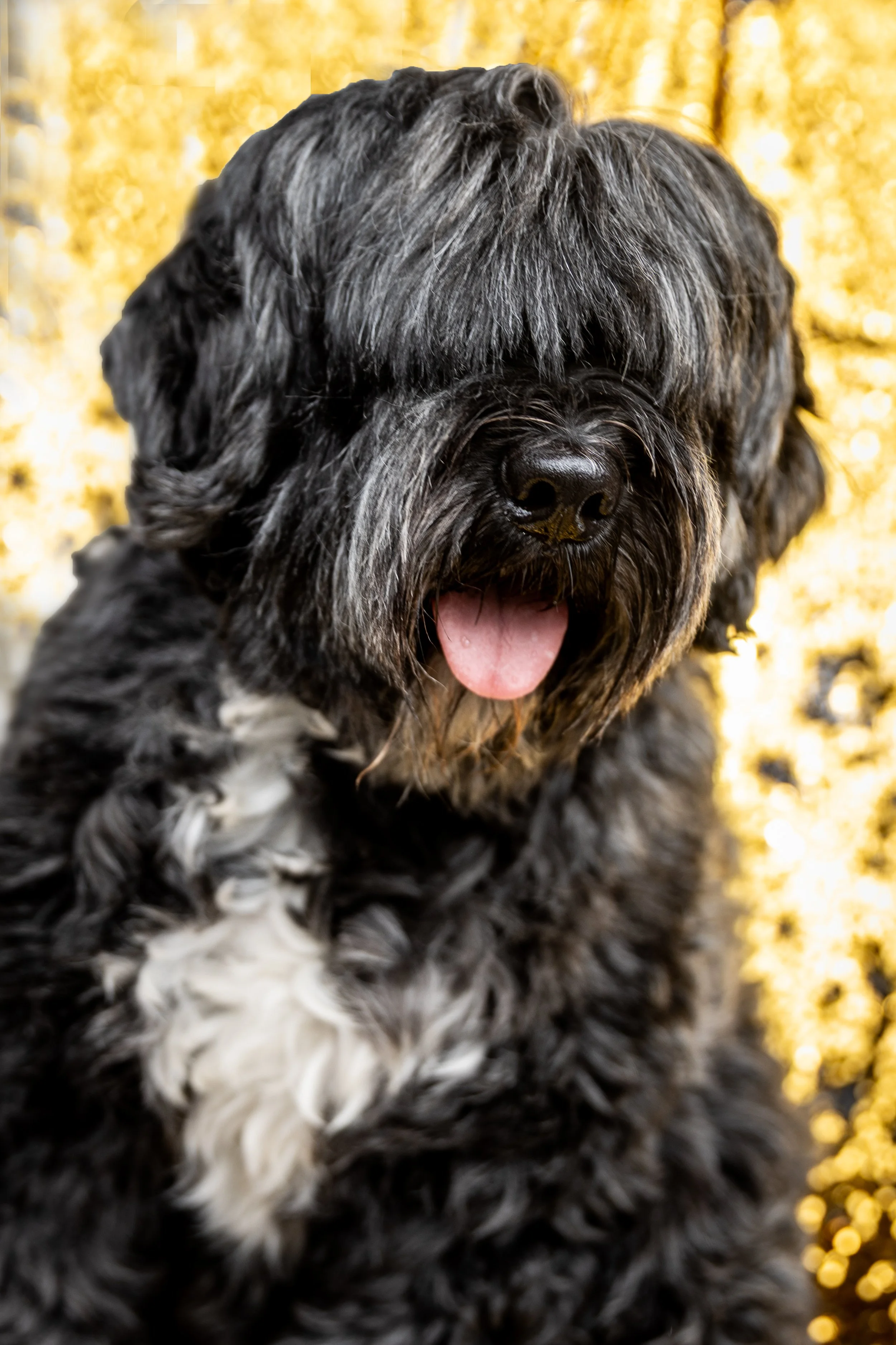 Bellboy_International Dog Day Photobooth_10-40.jpg