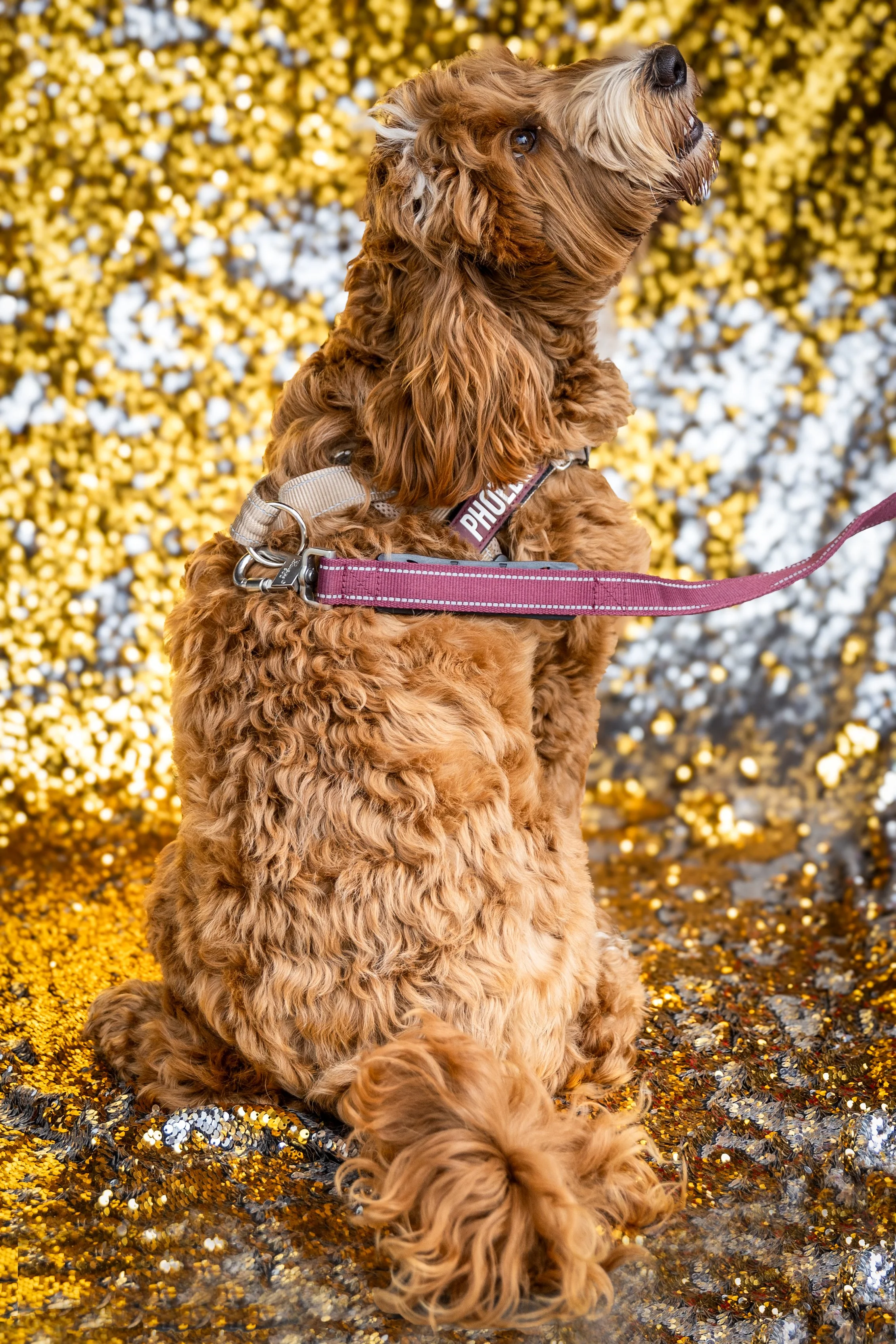 Bellboy_International Dog Day Photobooth_10-43.jpg