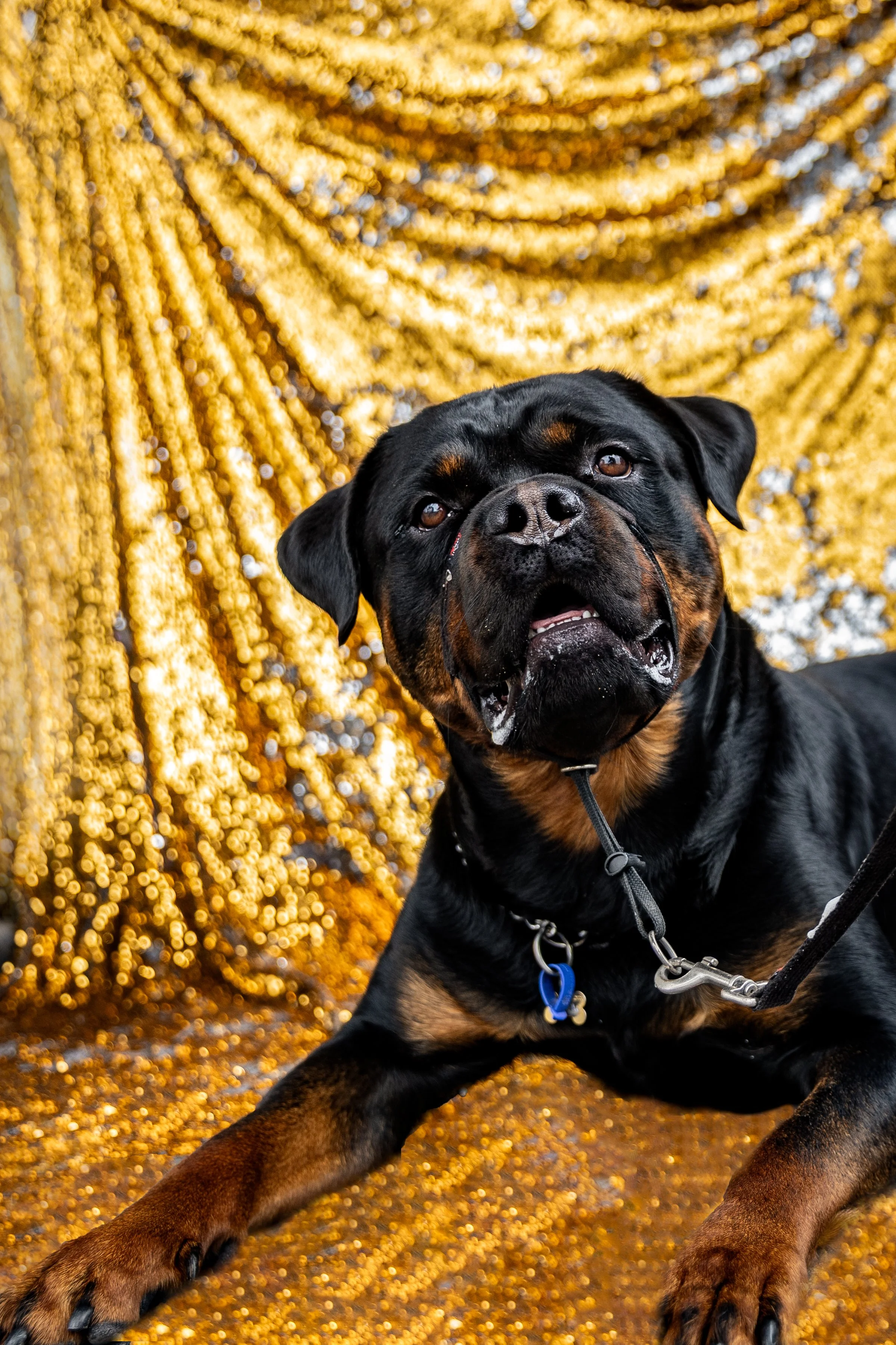 Bellboy_International Dog Day Photobooth_10-25.jpg
