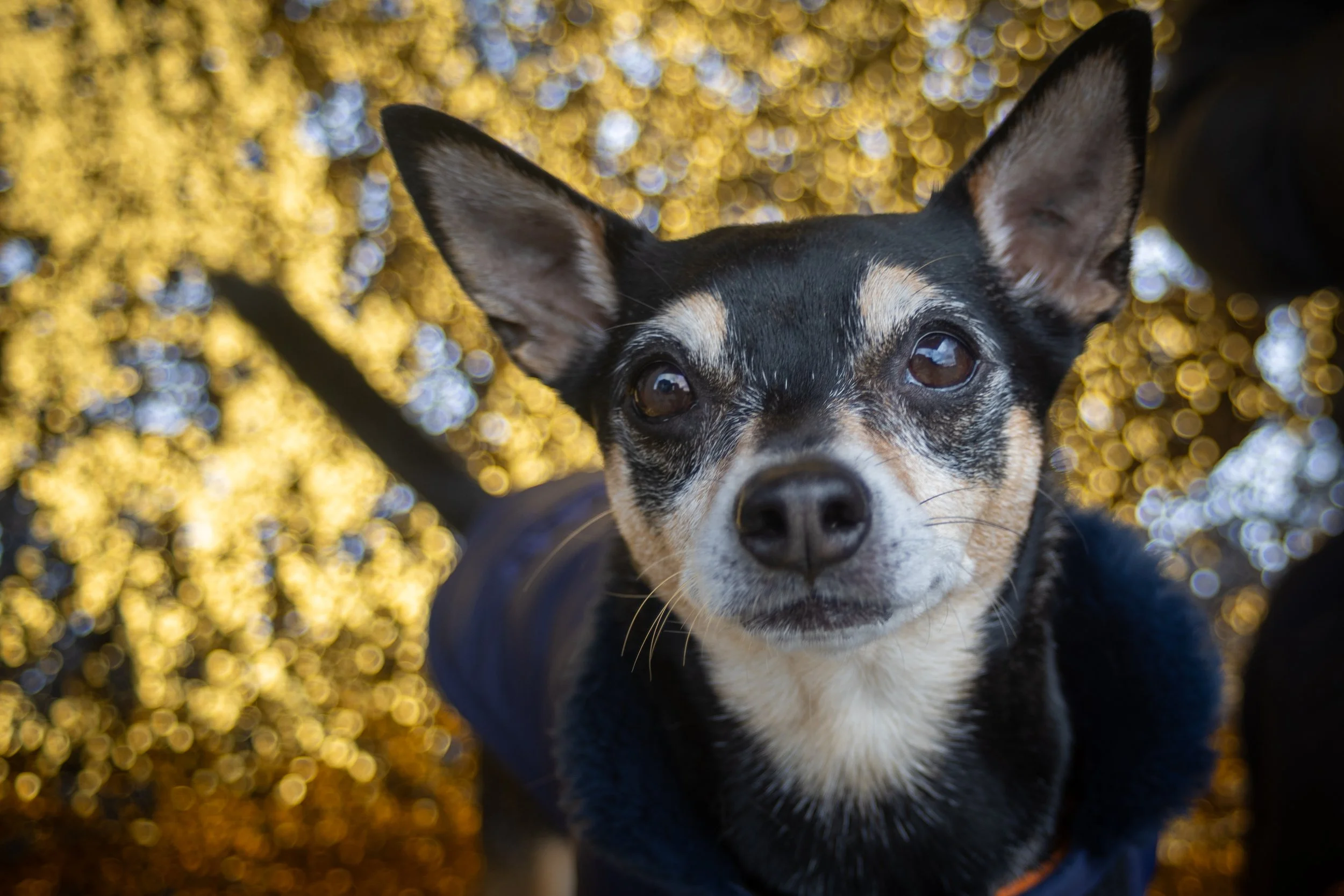 Bellboy_International Dog Day Photobooth_10-58.jpg