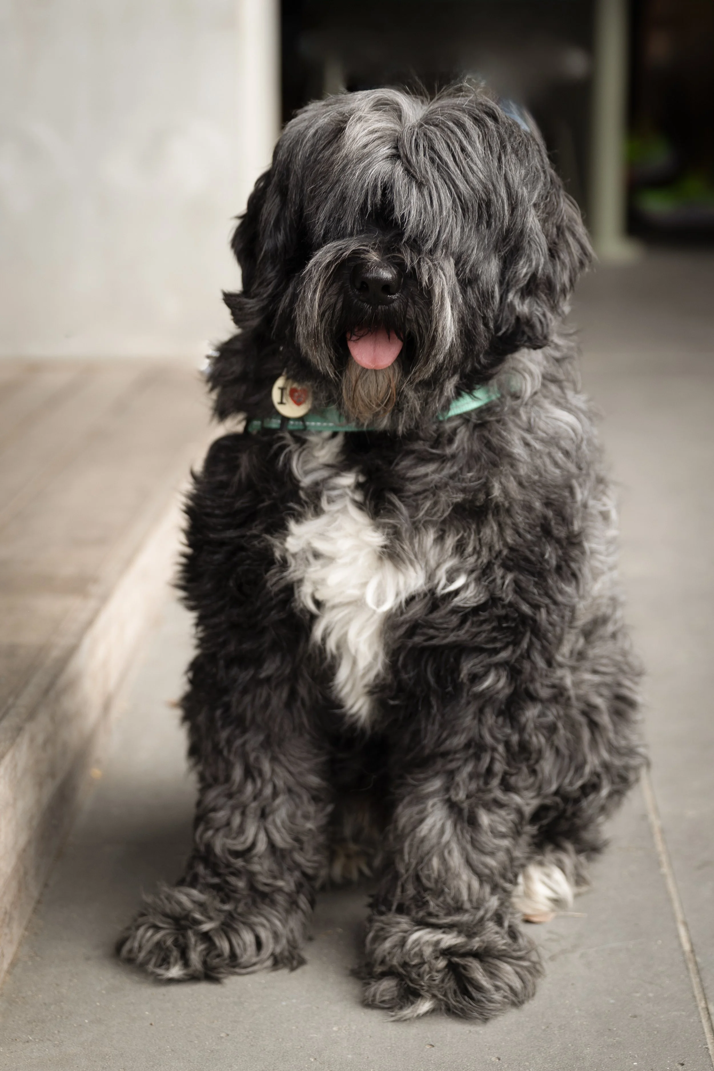 Bellboy_International Dog Day Photobooth_10-48.jpg
