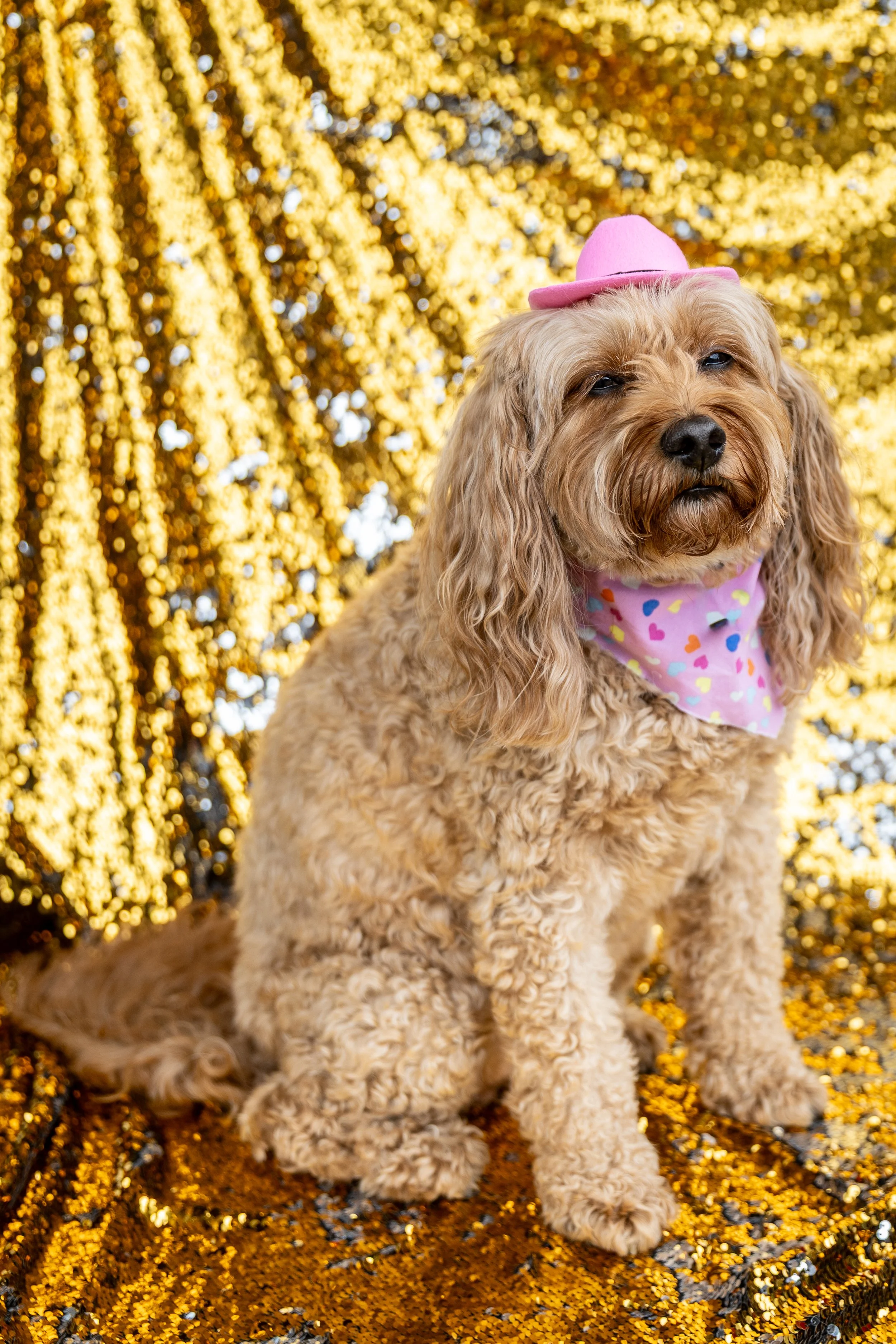Bellboy_International Dog Day Photobooth_10-15.jpg