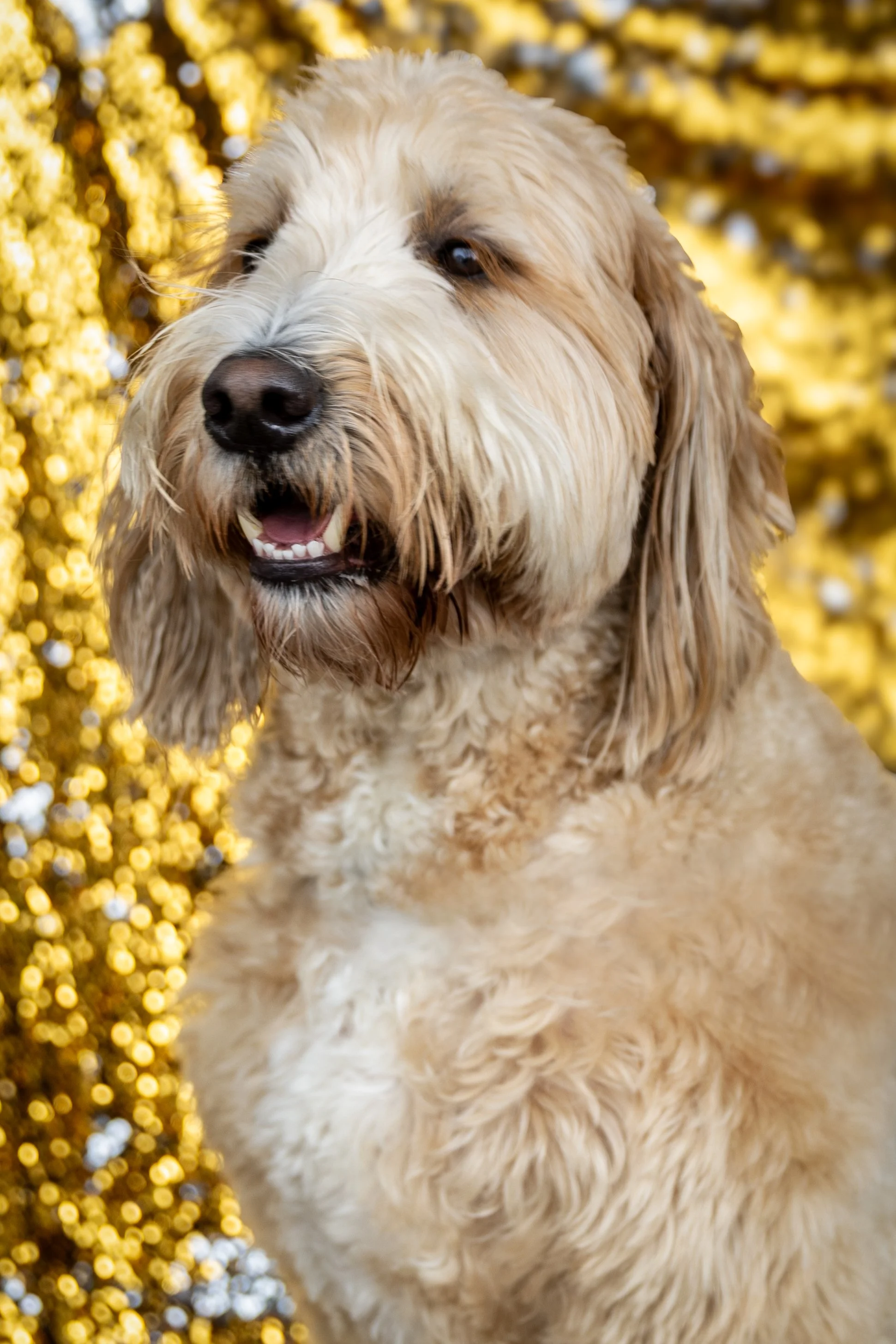 Bellboy_International Dog Day Photobooth_10-89.jpg