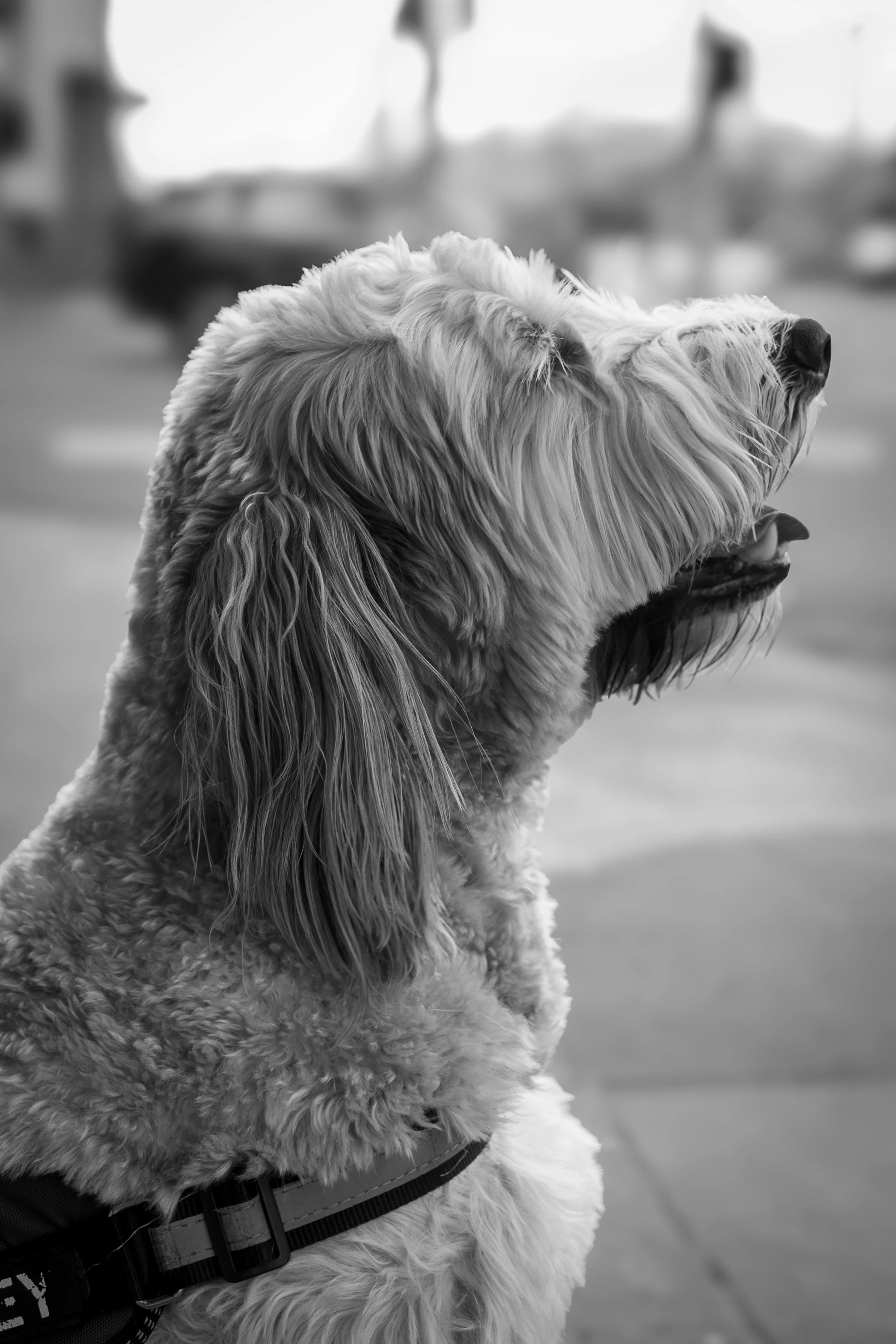 Bellboy_International Dog Day Photobooth_10-91.jpg