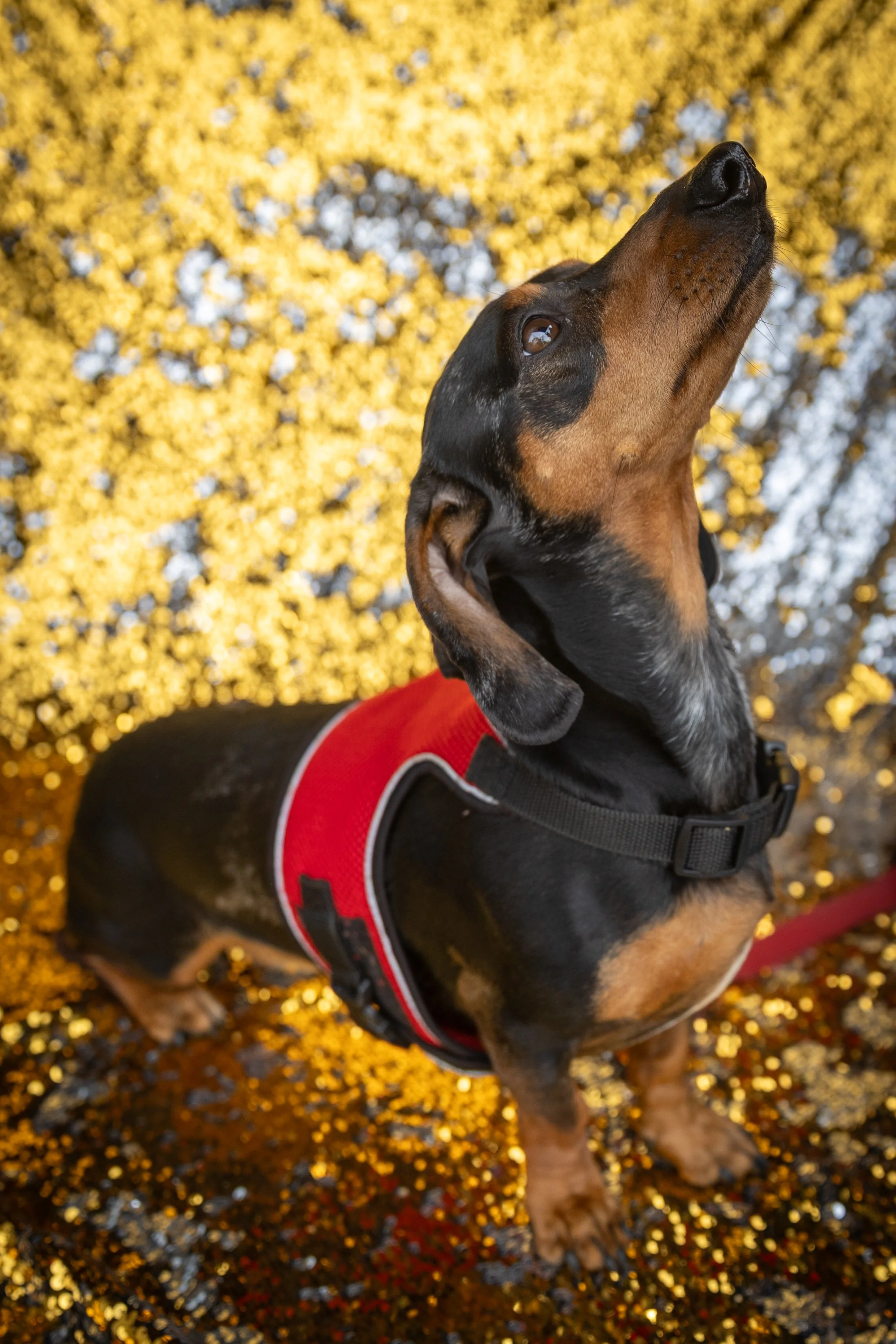 Bellboy_International Dog Day Photobooth_10-46.jpg