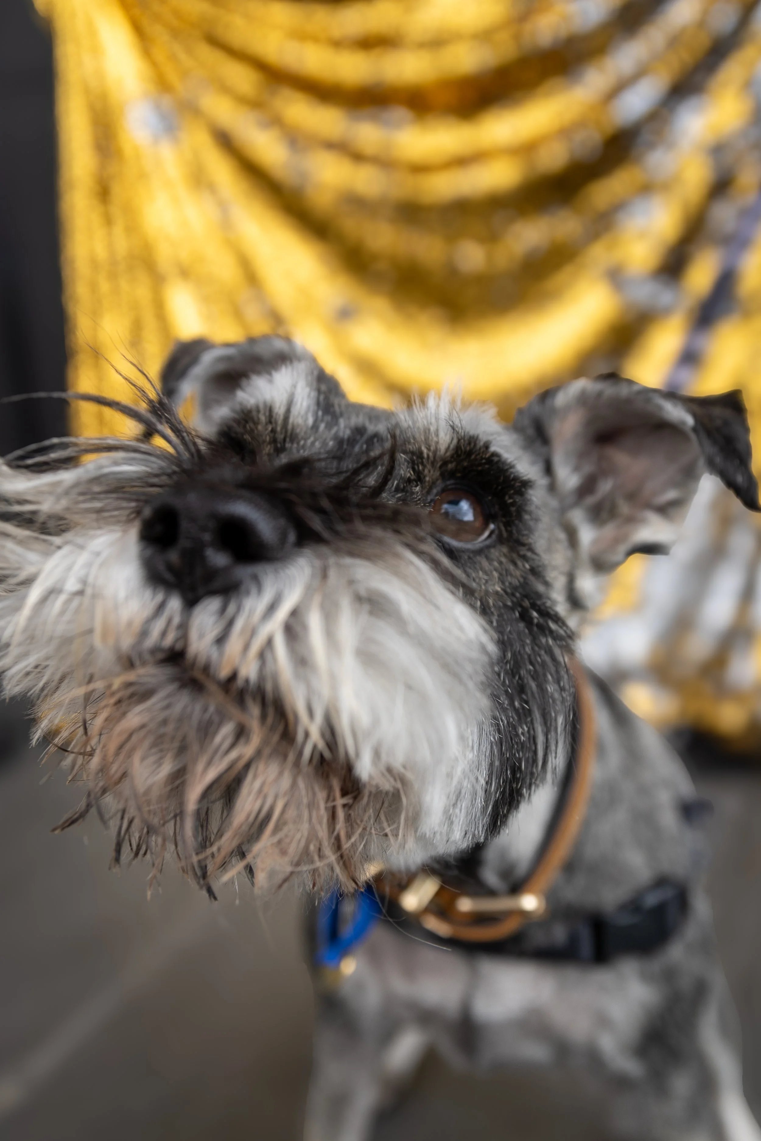 Bellboy_International Dog Day Photobooth_10-92.jpg