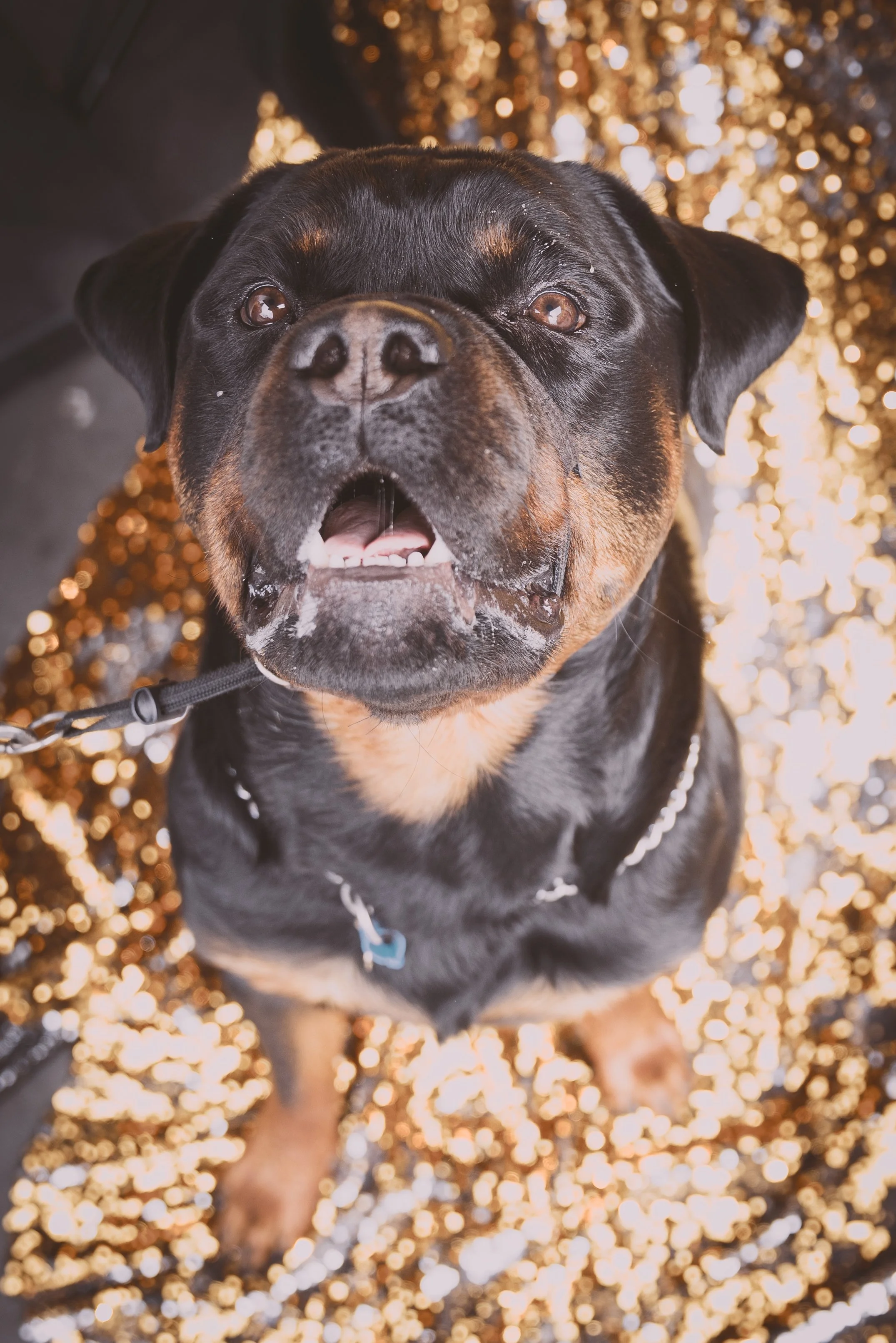 Bellboy_International Dog Day Photobooth_10-29.jpg