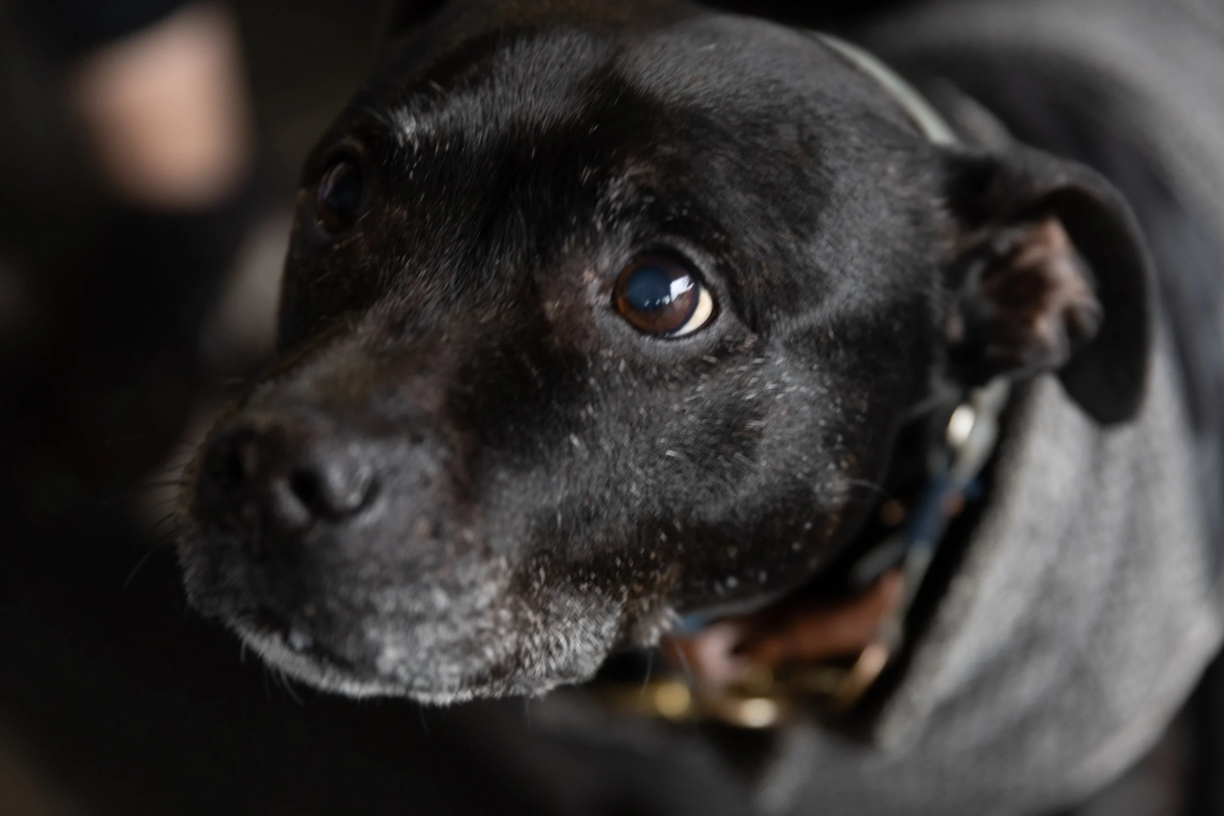 Bellboy_International Dog Day Photobooth_10-8.jpg