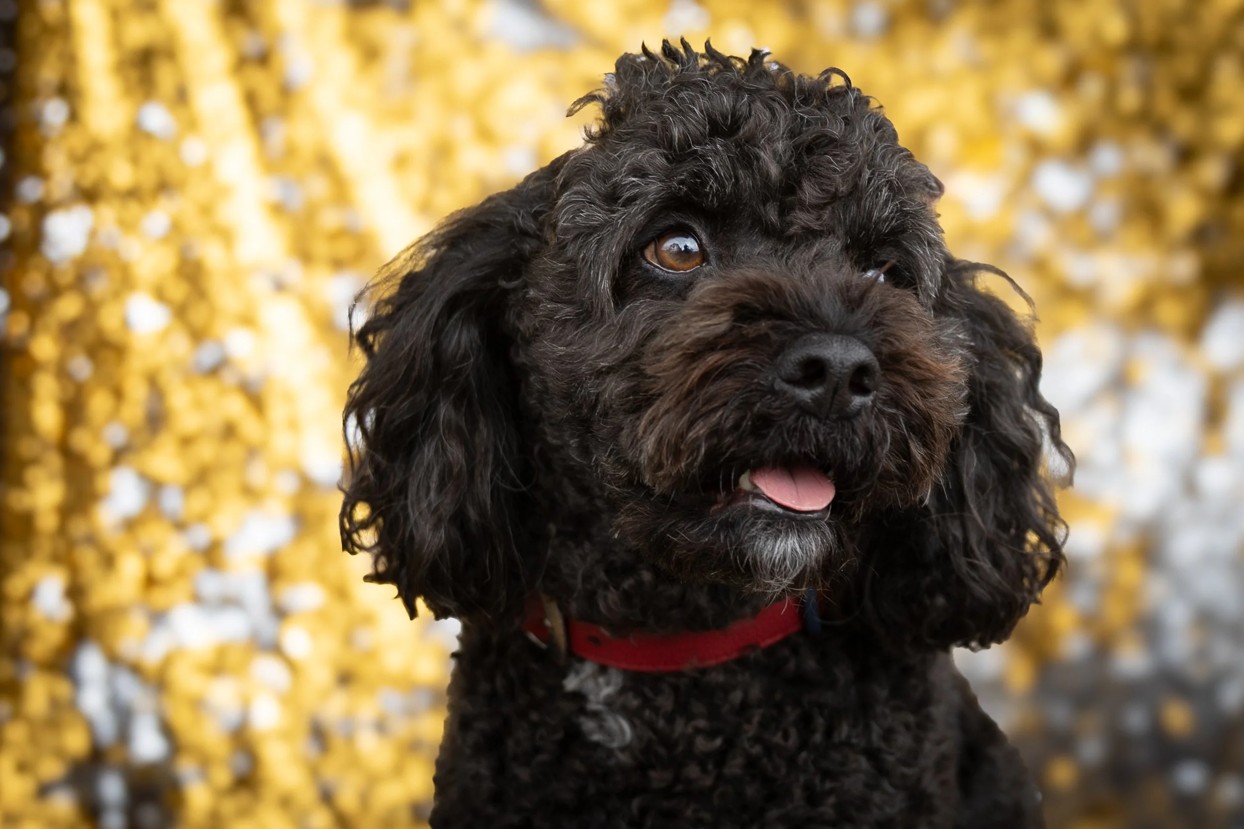 Bellboy_International Dog Day Photobooth_10-35.jpg