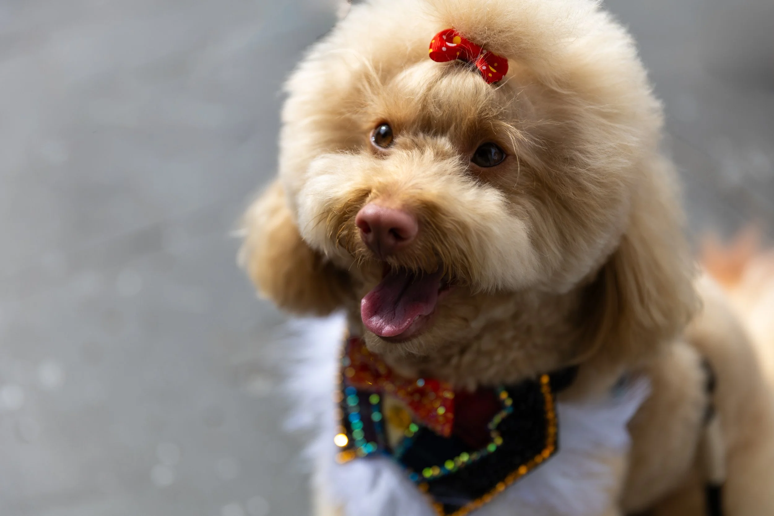 Bellboy_International Dog Day Photobooth_10-78.jpg