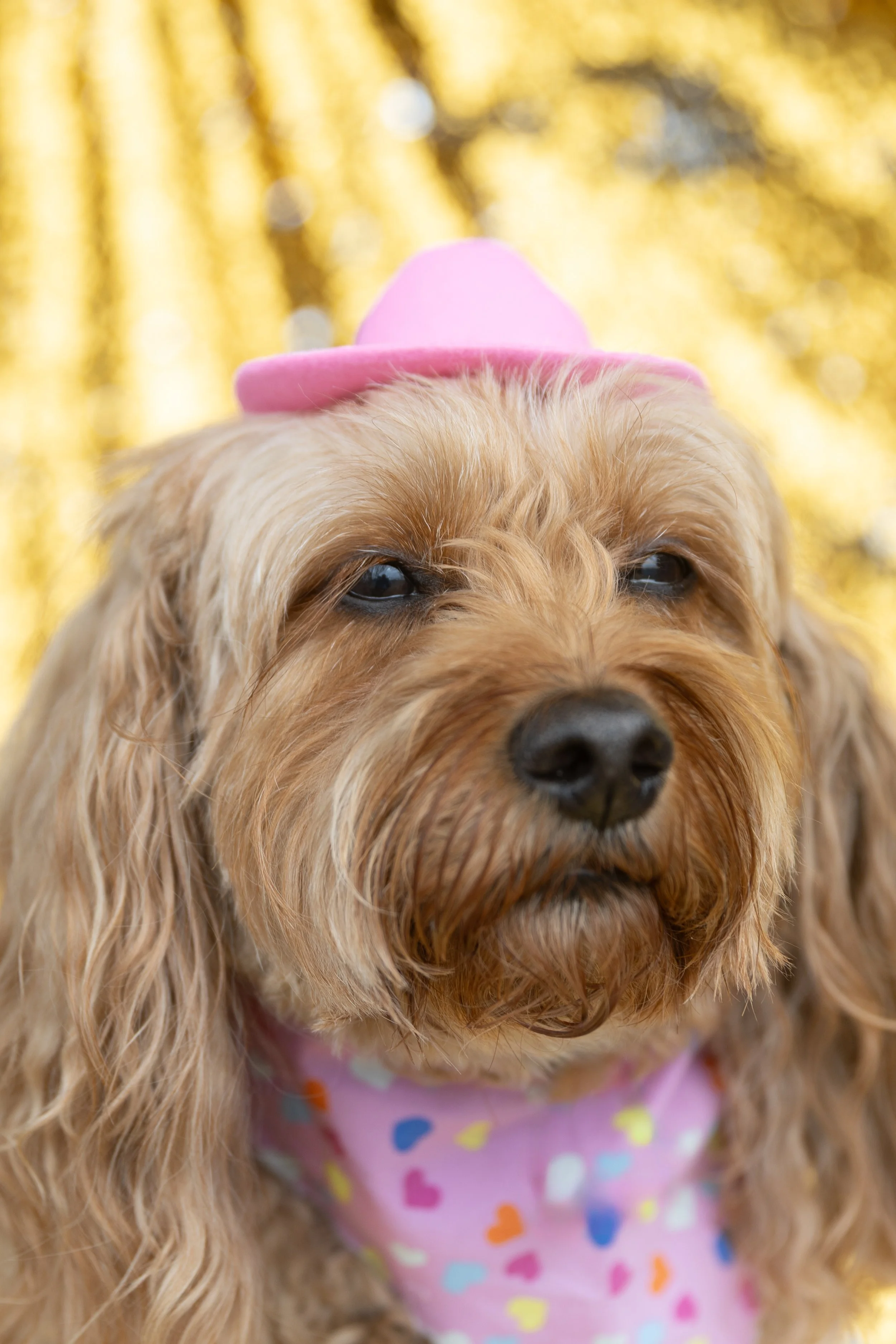 Bellboy_International Dog Day Photobooth_10-16.jpg