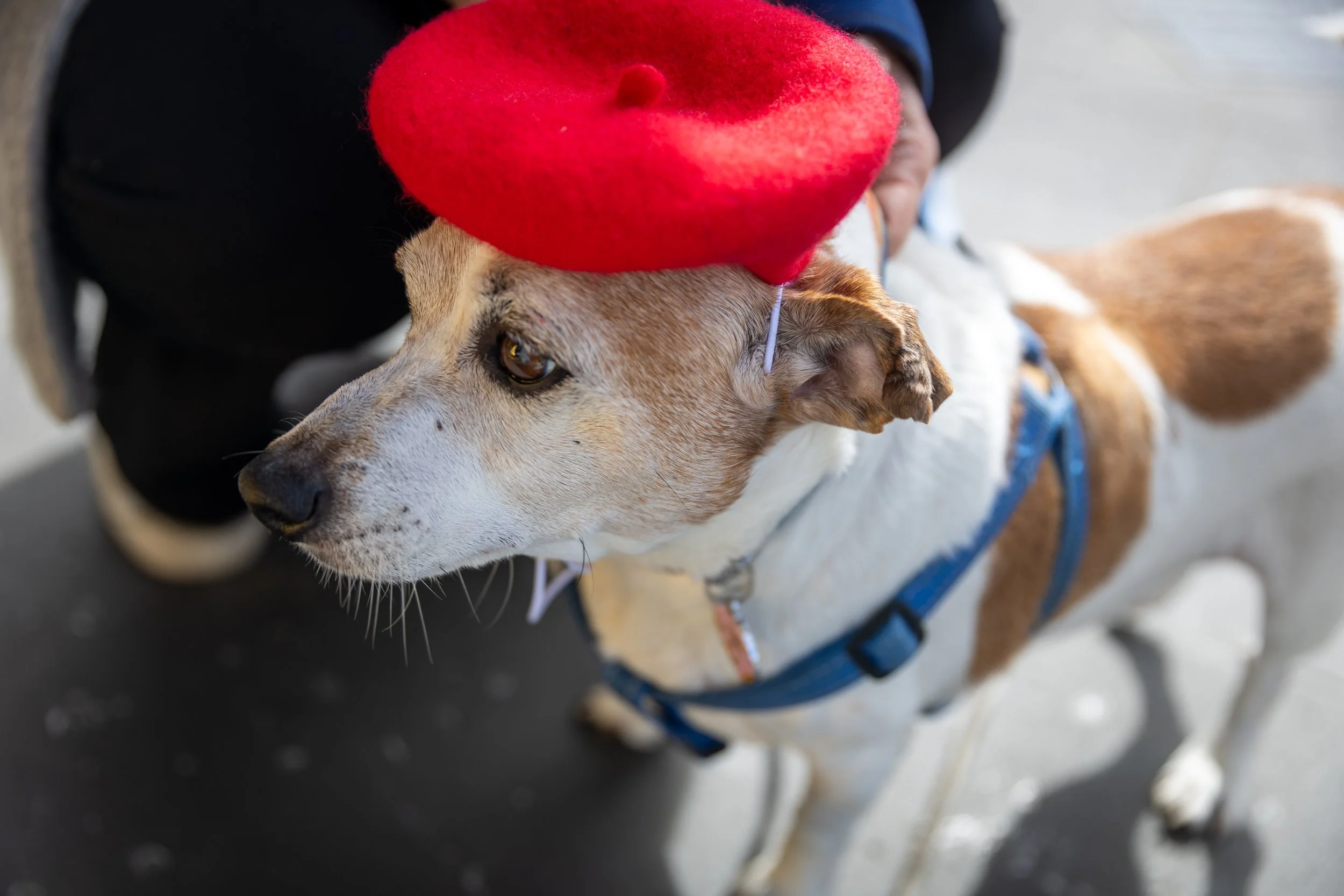 Bellboy_International Dog Day Photobooth_10-61.jpg
