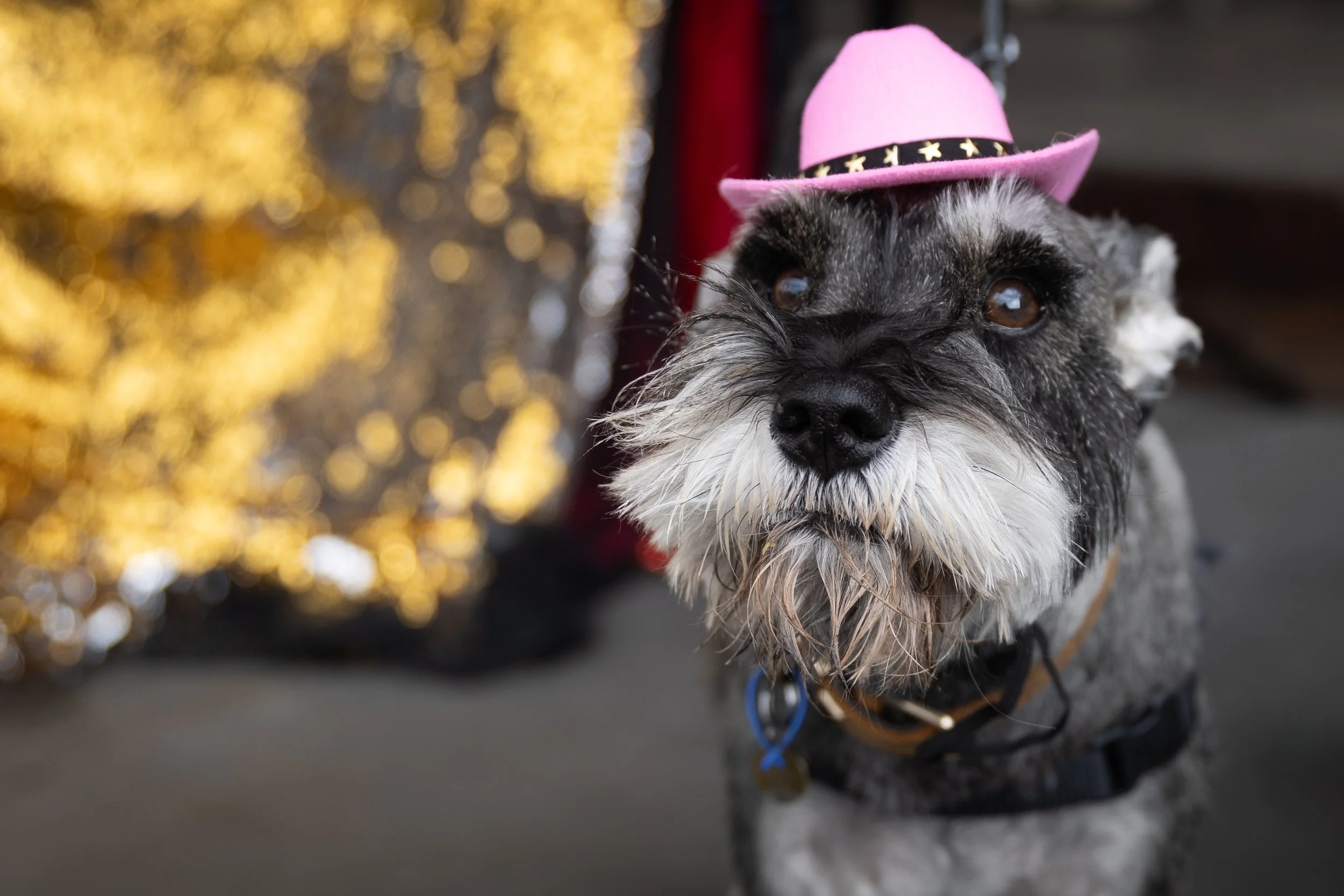 Bellboy_International Dog Day Photobooth_10-94.jpg